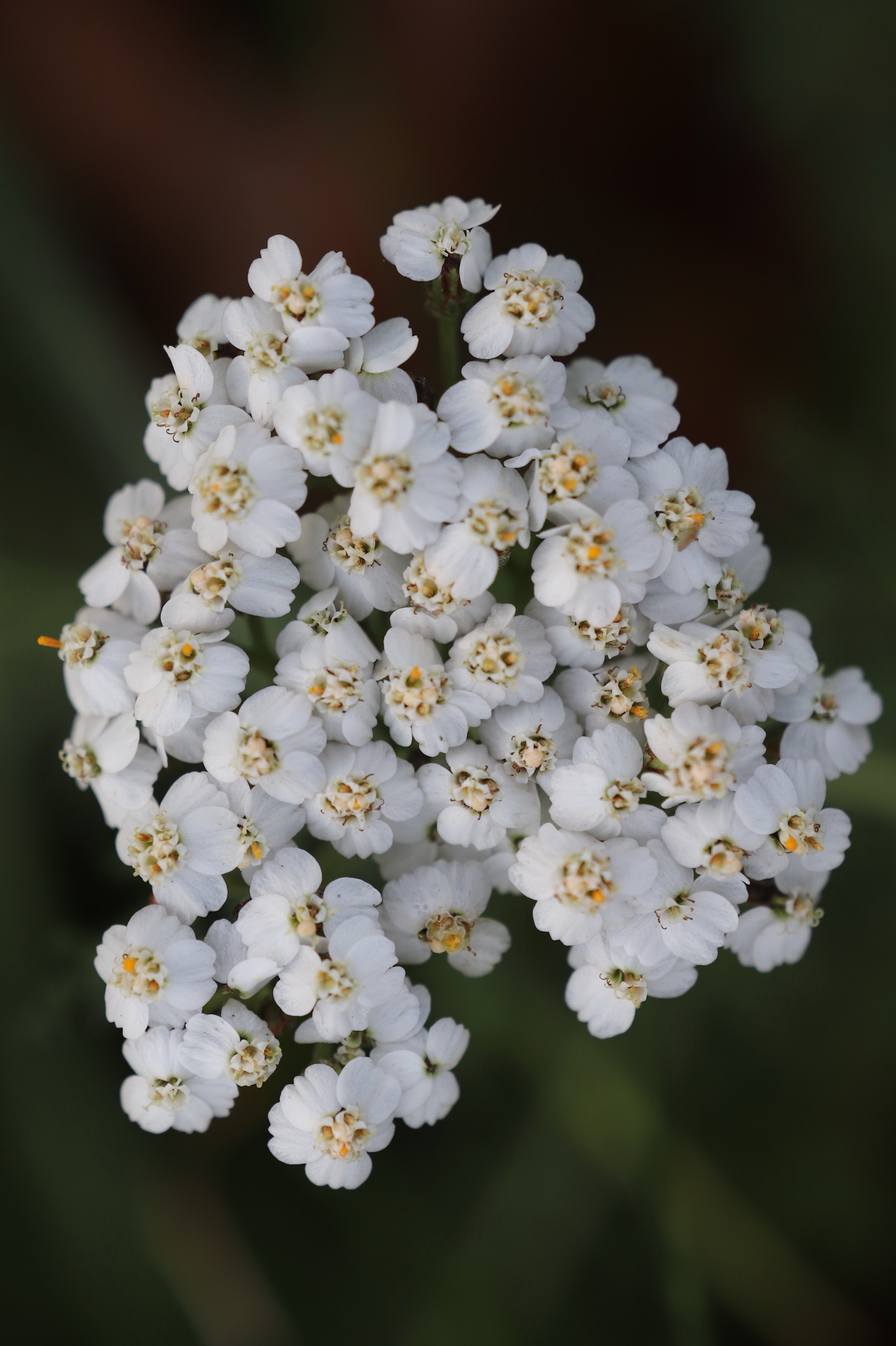 Asteraceae Achillea millefolium Schafgarbe Eigenschaften Merkmale Bestimmung Verwendung Blütenkörbe