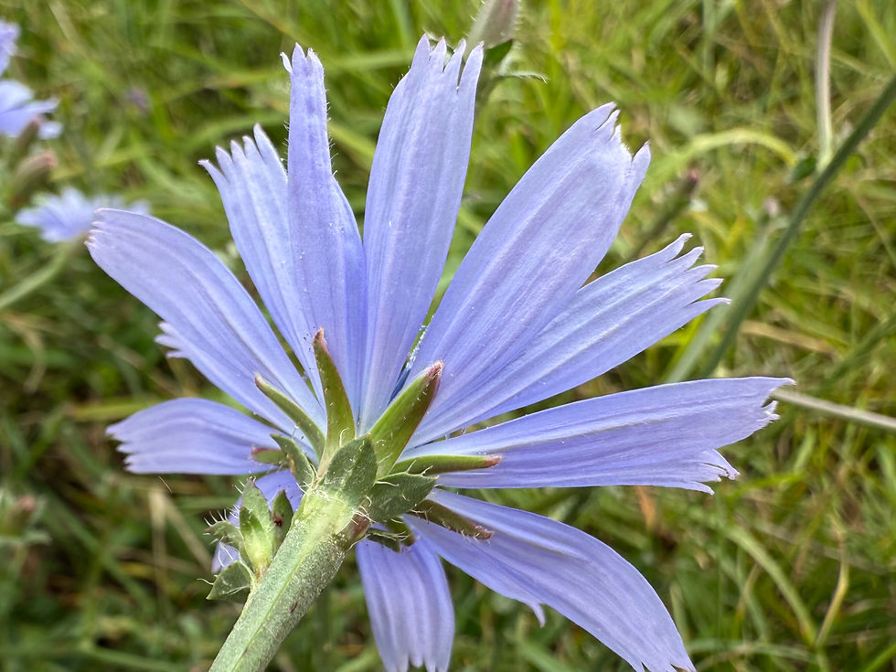 Wegwarte (Cichorium intybus)