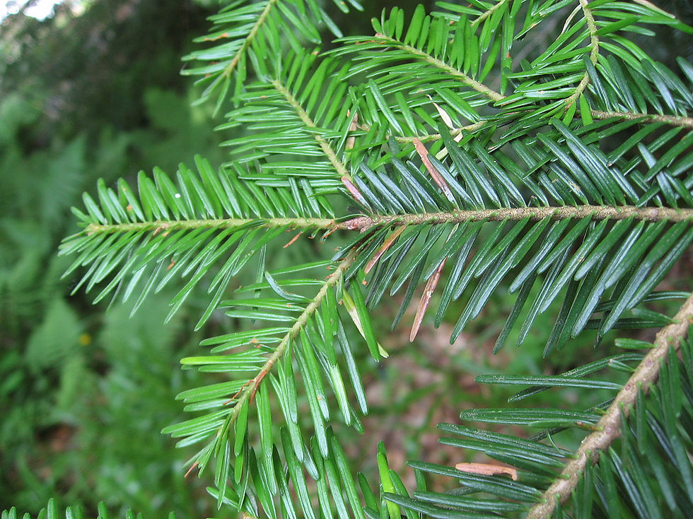 Weisstanne abies alba Trieb