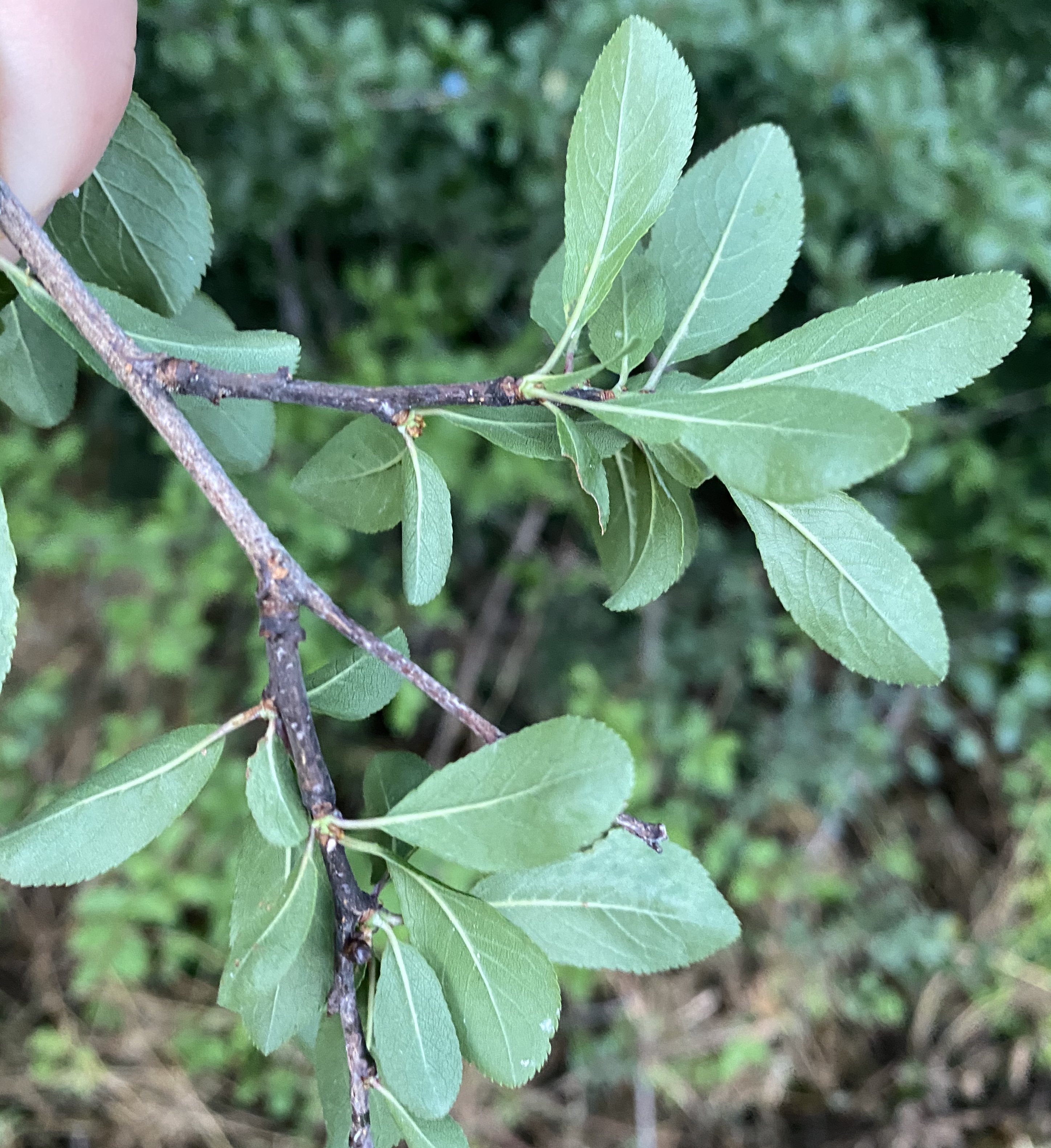 Rosaceae Prunus spinosa Schlehe Schlehdorn Schwarzdorn Eigenschaften Merkmale Bestimmung Verwendung Blatt Unterseite