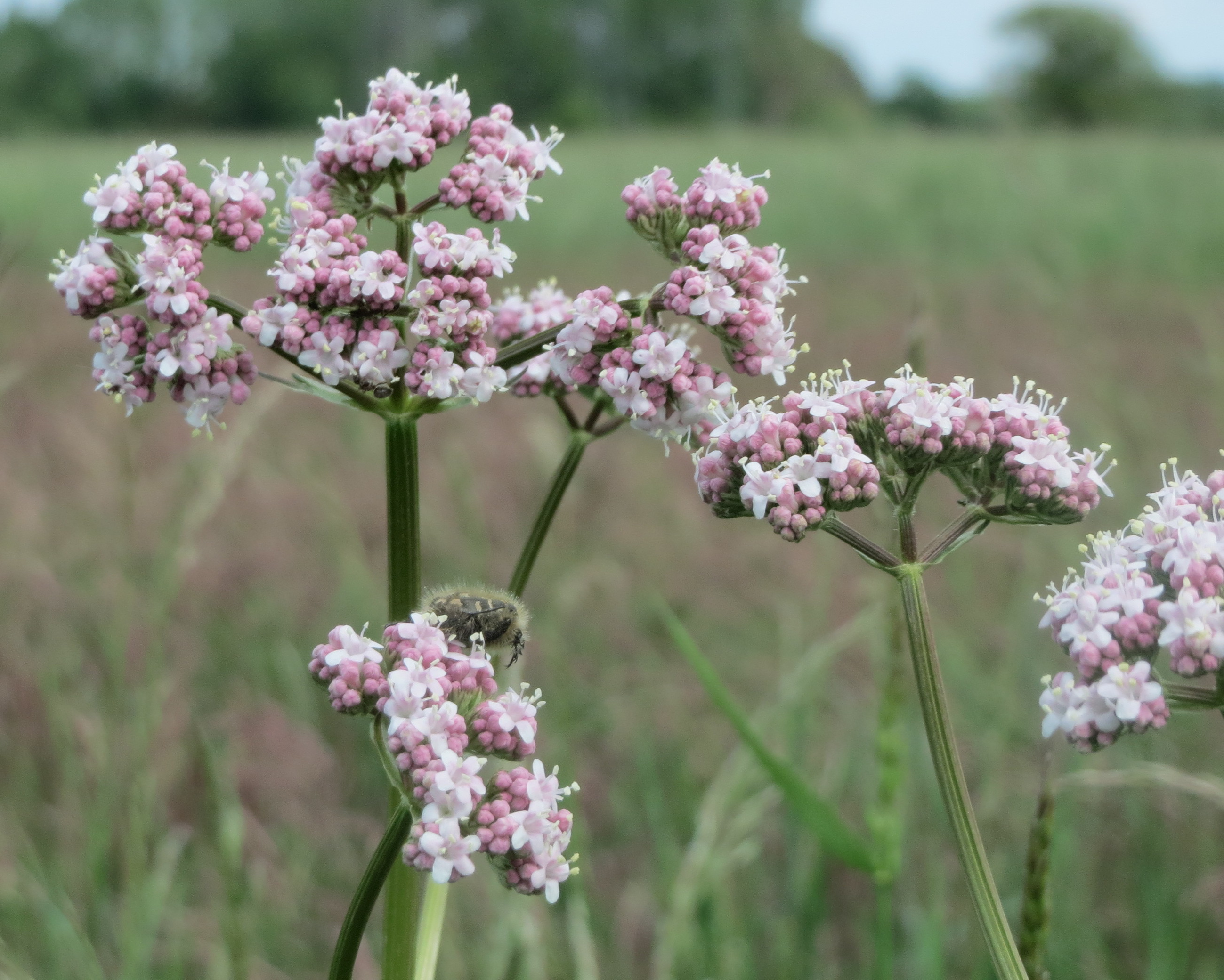 Caprifoliaceae Valeriana officinalis Echter Arznei Baldrian Eigenschaften Bestimmung Merkmale Blütenstand