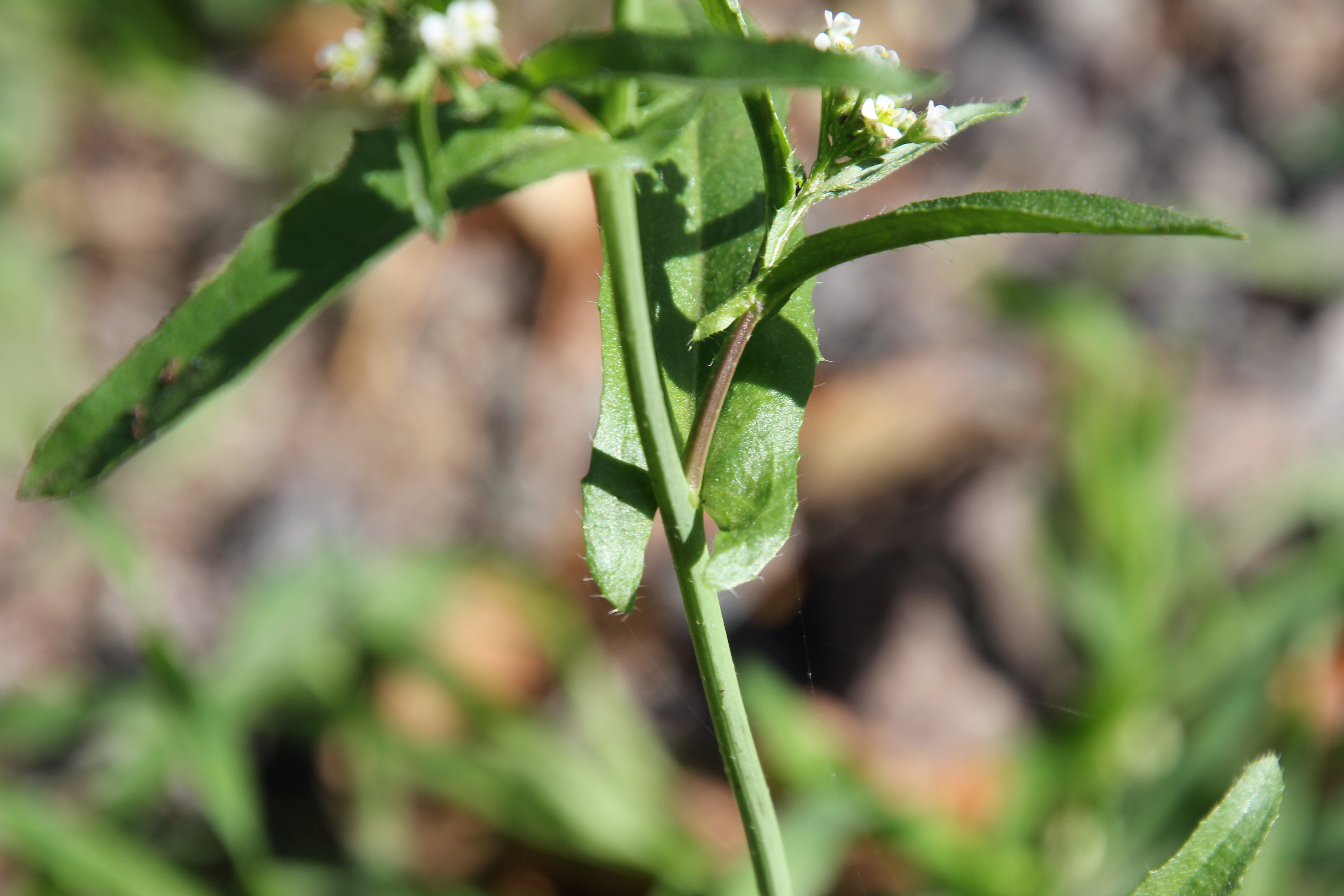 Brassicaceae_Capsella_bursa-pastoris_Stängelblatt.jpg