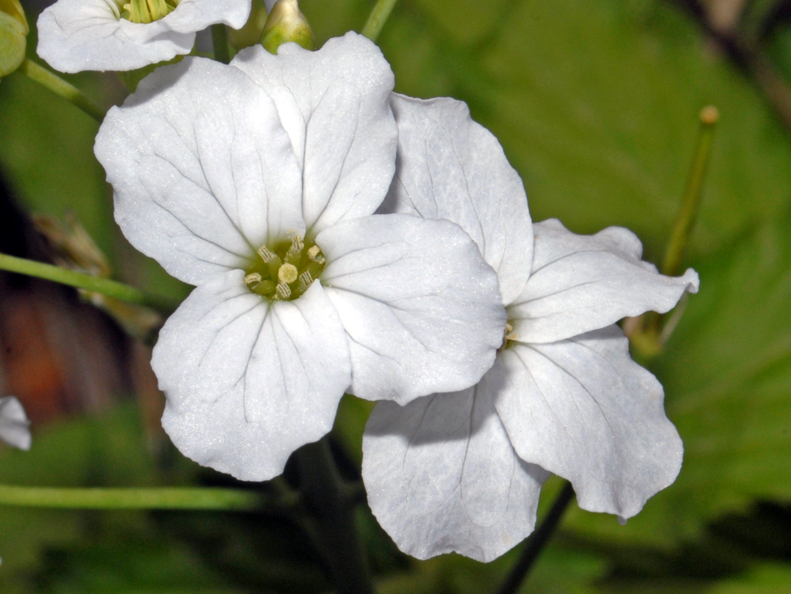 Brassicaceae_Cardamine_heptaphylla_Einzelblüte.jpg