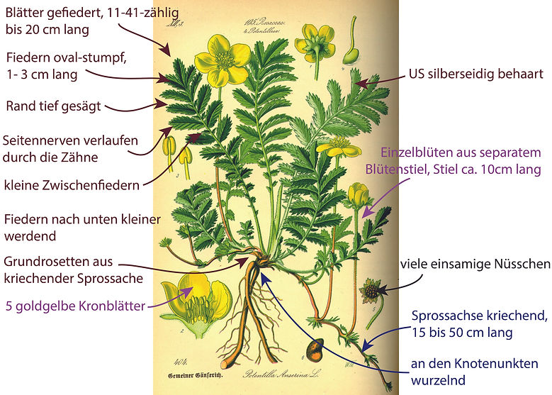 Illustration des Gänse-Fingerkraut (Potentilla anserina). Graphisch sehr übersichtlich sind Bestimmungsmerkmalen darübergezeichnet. Das Bild ist gut für die Bestimmung der Art geeignet. Begriffe sind u.a. Blätter 1fach gefiedert, 11-41-zählig, Fiedern oval-stumpf (1-3 cm lang) und tief gesägt, Blätter aus Grundrosette; Blüten gelb, lang gestielt und aus Knoten hervortretend, usw.