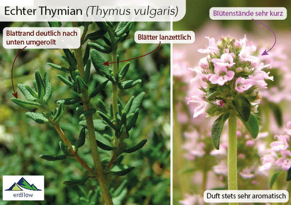 Feld-Thymian / Quendel essbar; Bestimmung / Merkmale / Verwendung; Heilpflanze; Verwechslung / Unterschied mit dem Echten Thymian