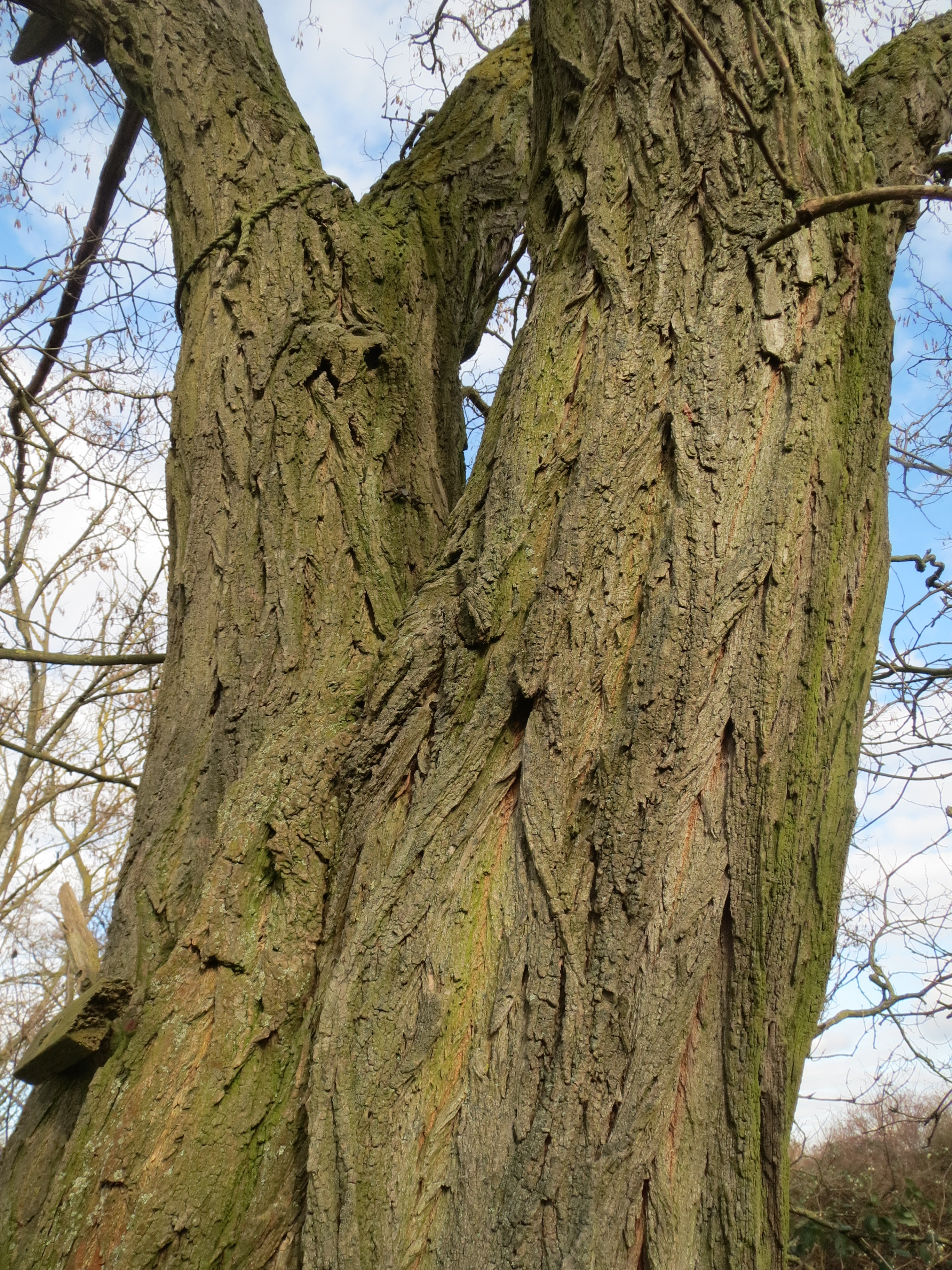 Robinie, Robinia pseudoacacia, Merkmale, Bestimmung, Verwendung, essbar; Borke