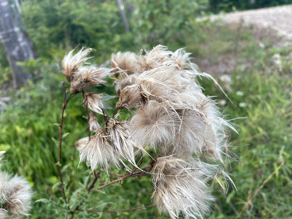 ca. 3 cm lange Pappushaare bei der Acker-Kratzdistel (Cirsium arvense)