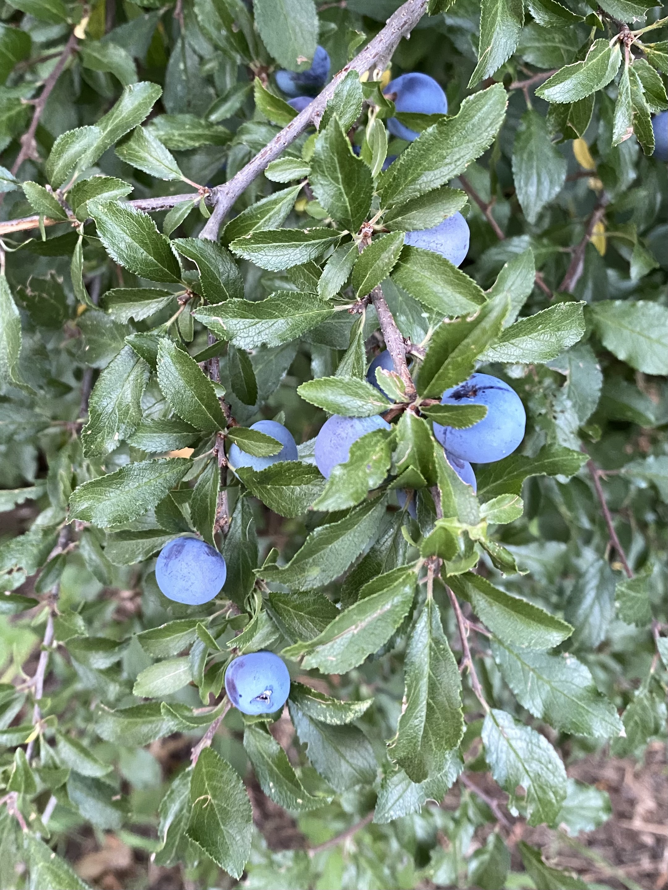 Rosaceae Prunus spinosa Schlehe Schlehdorn Schwarzdorn Eigenschaften Merkmale Bestimmung Verwendung Früchte Sommer