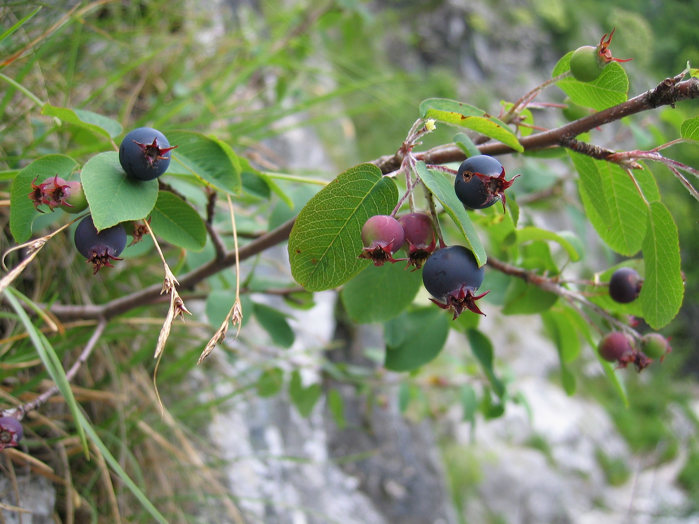 Felsenbirne Amelanchier ovalis, essbar; Bestimmung, Merkmale, Verwendung; Frucht