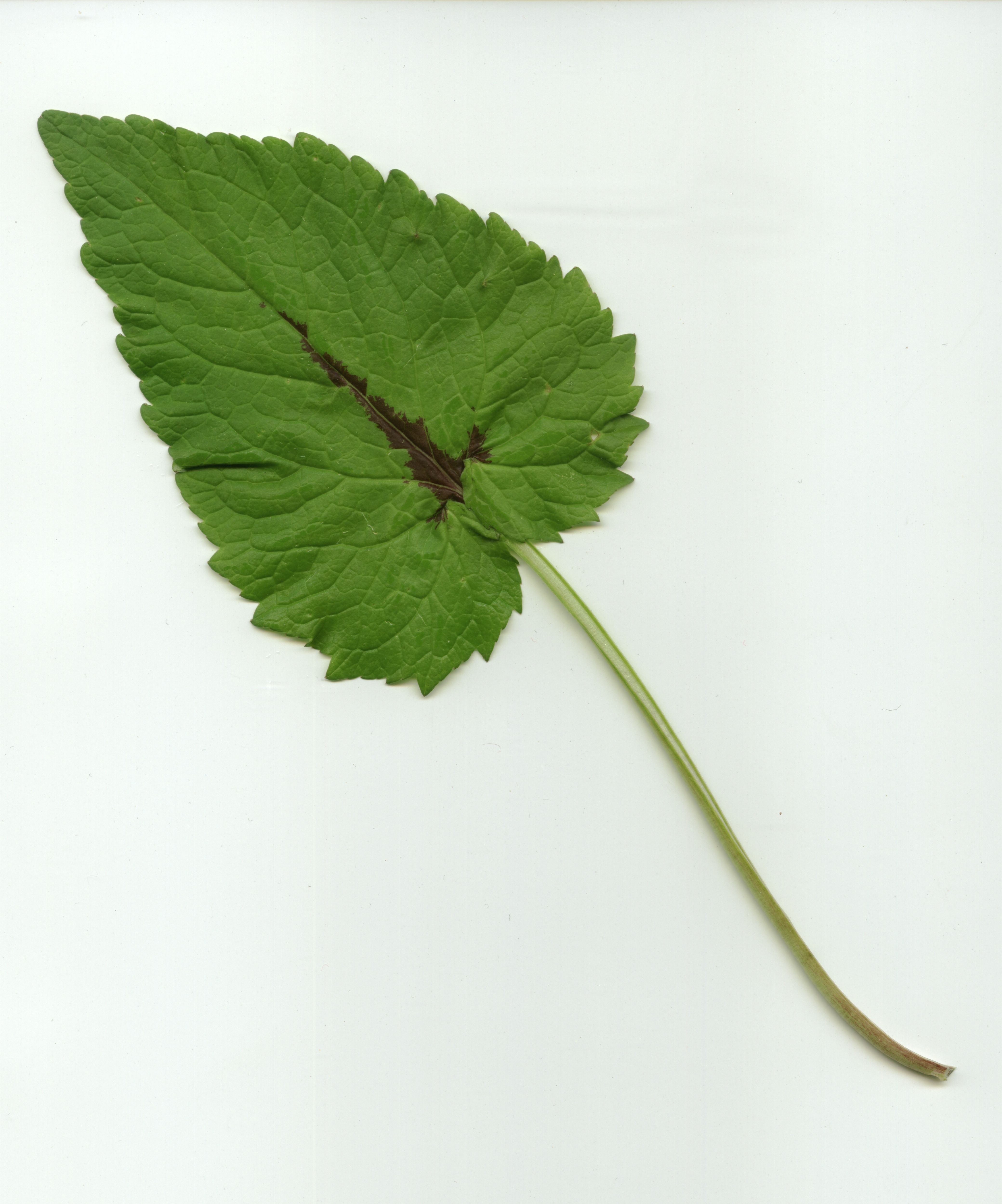 Ährige Teufelskralle (Phyteuma spicatum) Eigenschaften / Beschreibung / Merkmale / Verwendung, essbar, Blatt