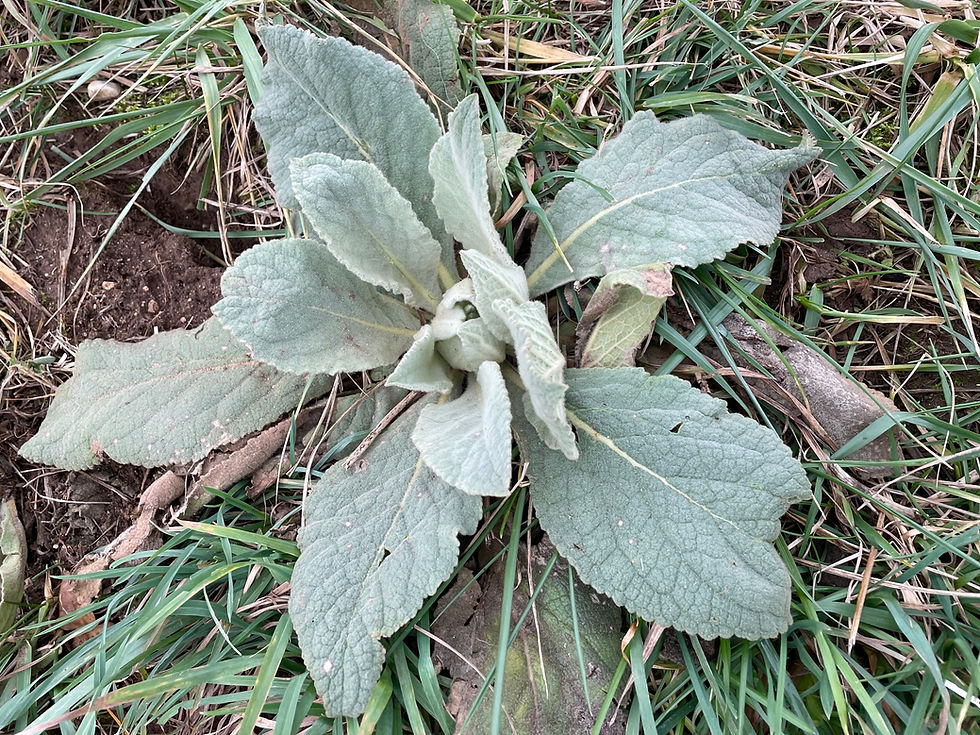 Grundrosette der Grossblütigen Königsgkerze