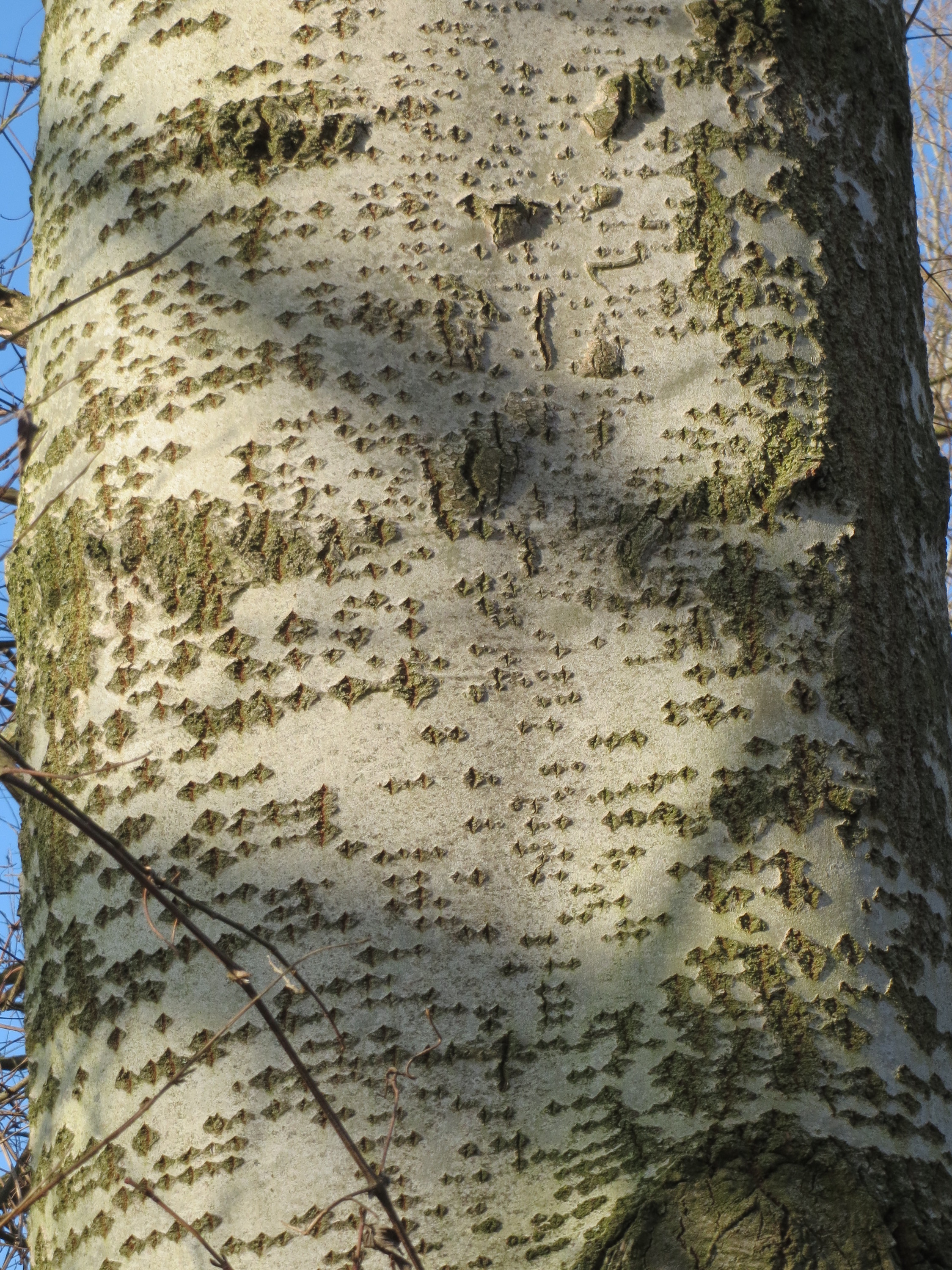 Zitter-Pappel (Populus tremula) Eigenschaften / Bestimmung / Merkmale / Verwendung; essbar; Rinde junger Bäume