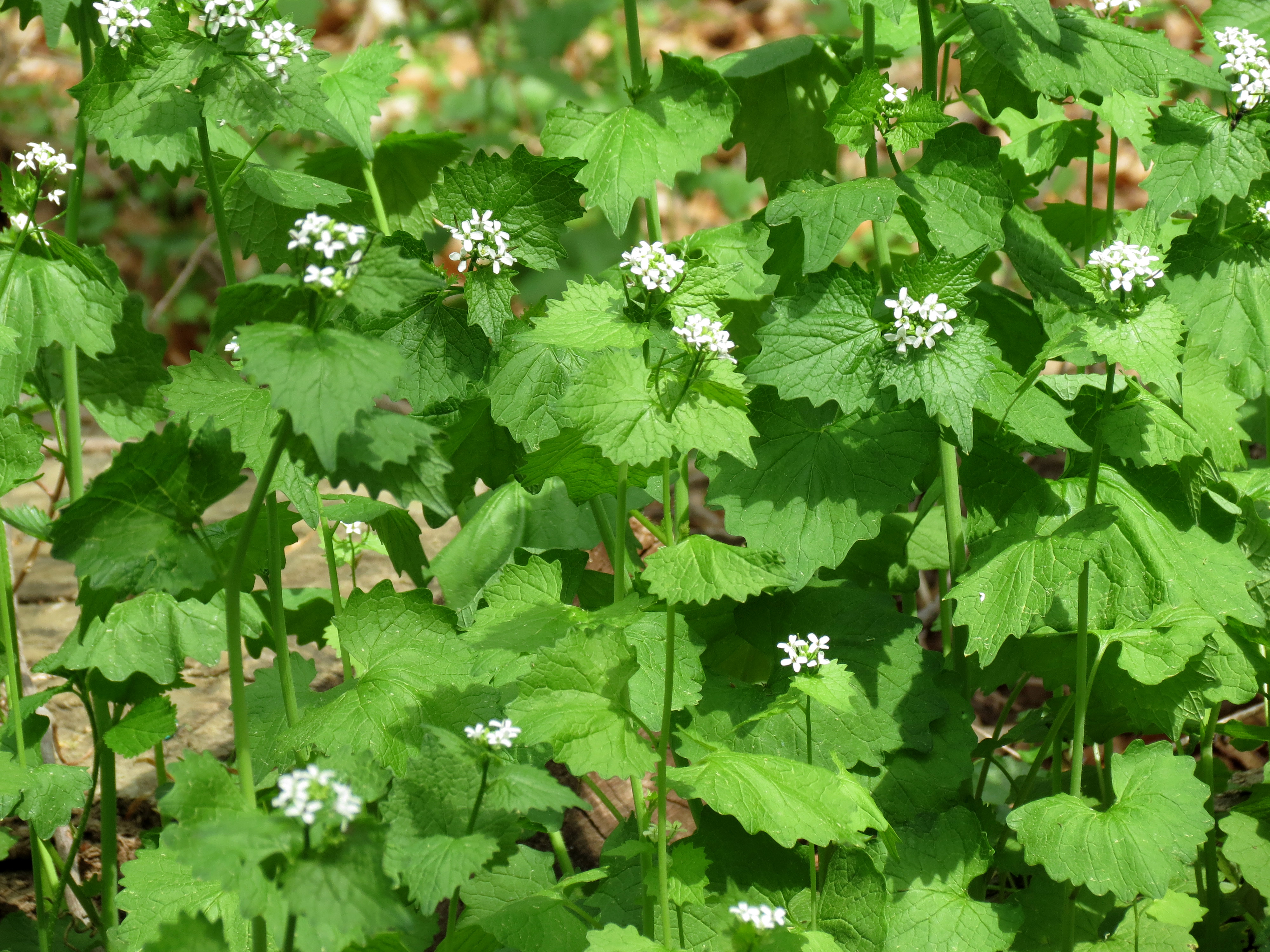 Brassicaceae Allaria petiolata Knoblauchsrauke Eigenschaften Merkmale Bestimmung Stängel Blätter