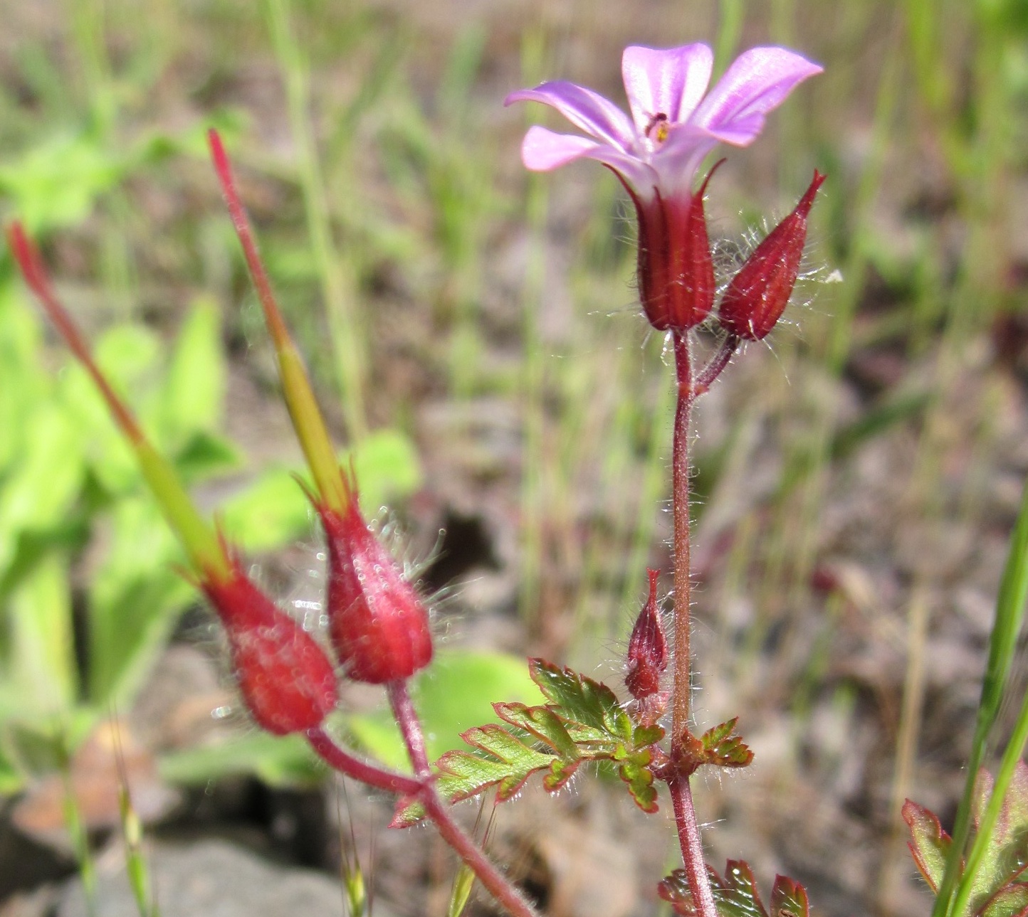 Ruprechtskraut / Stinkender Storchschnabel (Gernaium robertianum): Eigenschaften, Bestimmung, Verwendung, Merkmale, essbar: Blüten und Früchte
