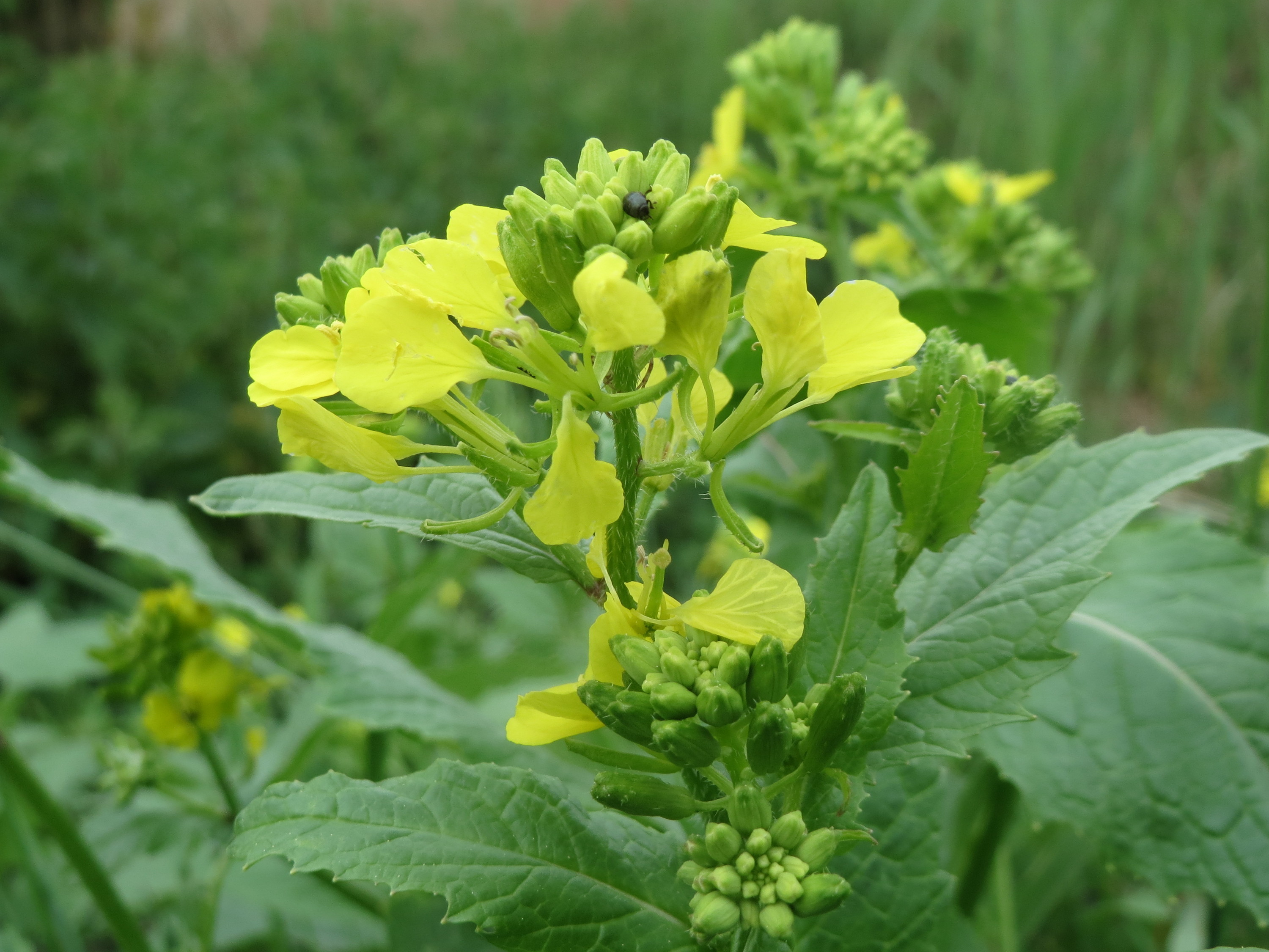 Acker Senf (Sinapis arvense) Eigenschaften / Bestimmung / Merkmale, essbar, Blütenknospen