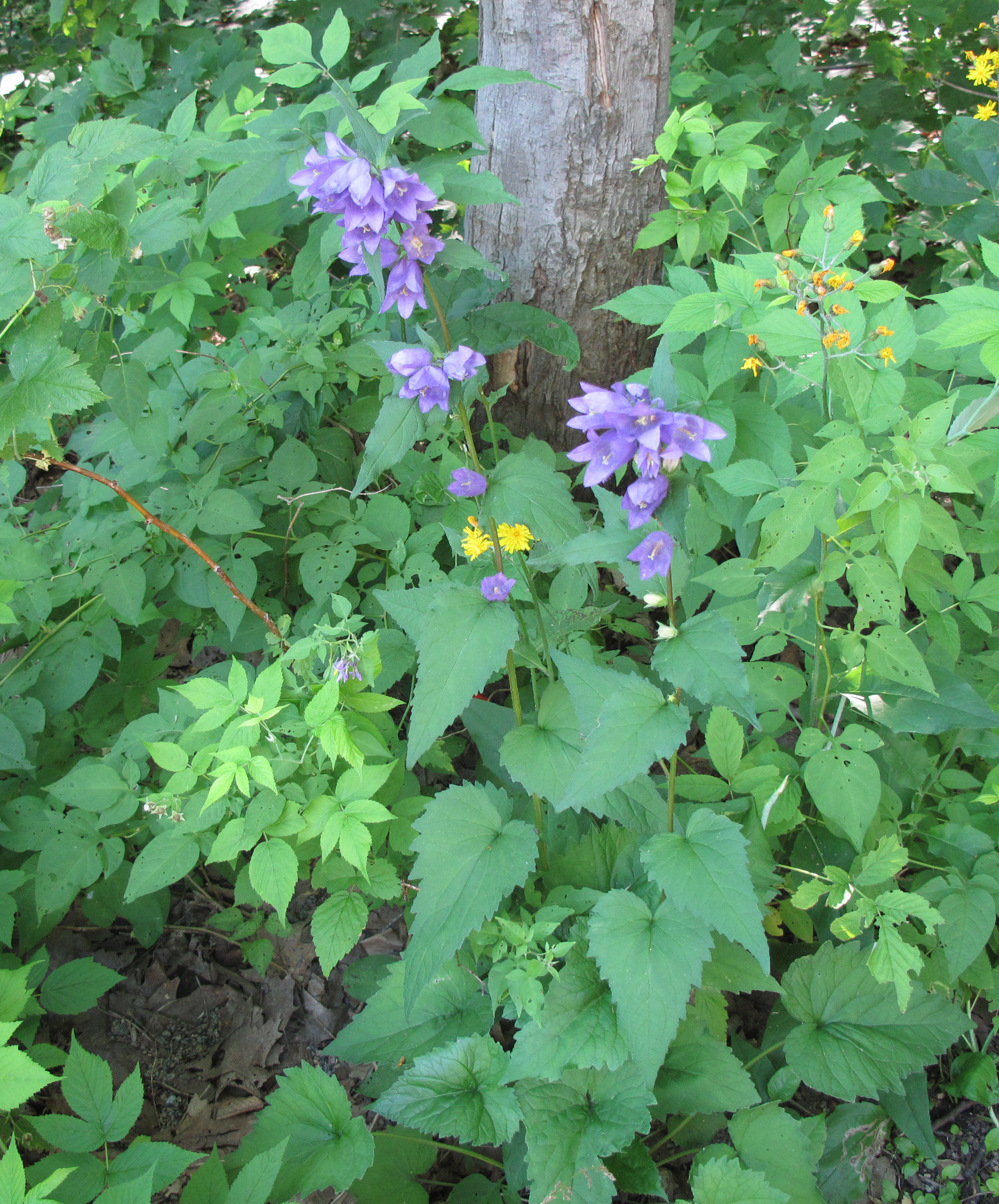 Nesselblättrige Glockenblume (Campanula trachelium); essbar; Merkmale, Bestimmung, Verwendung; 