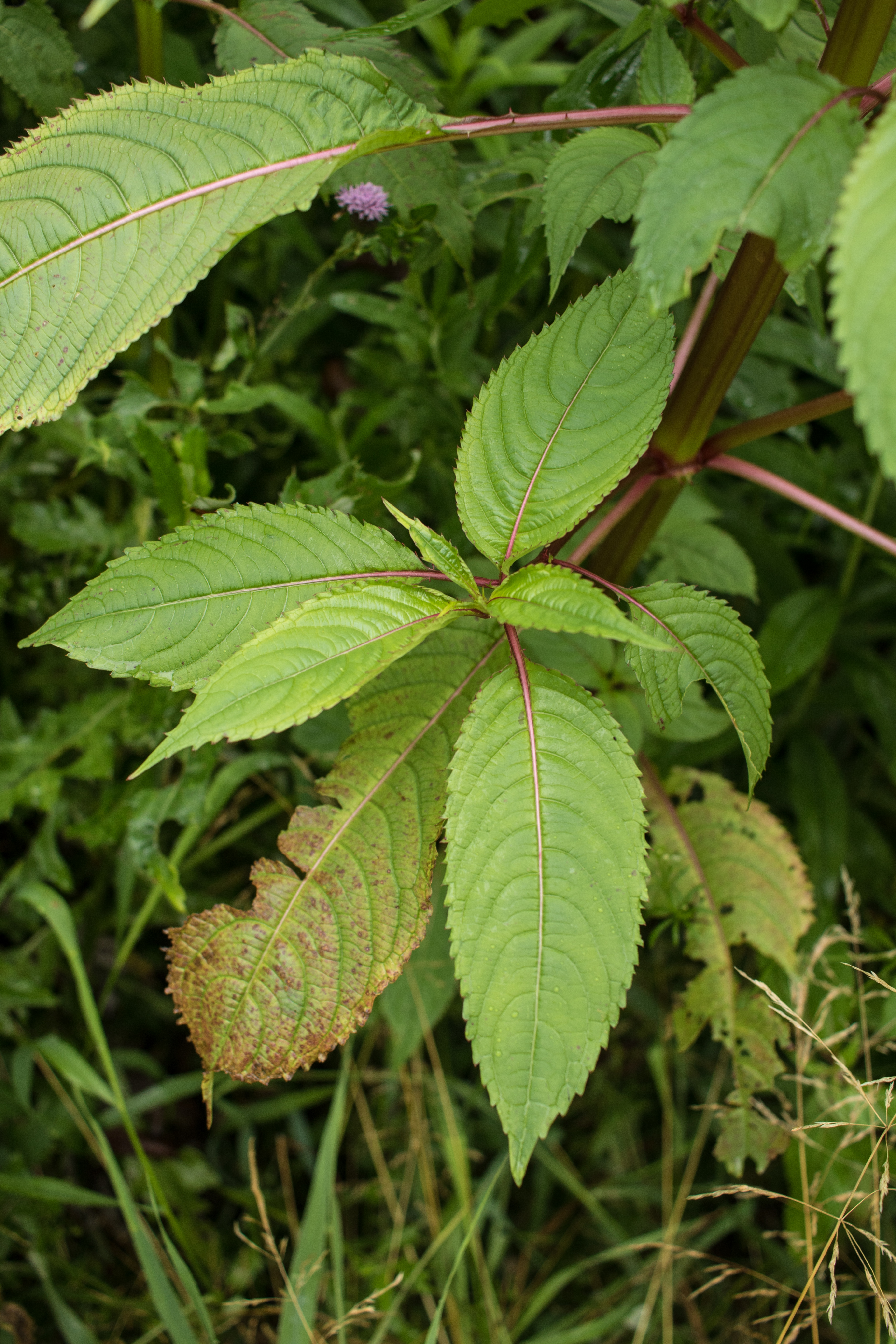 Drüsiges Springkraut (Impatiens glandulifera): Eigenschaften / Beschreibung / Merkmale / Bestimmung / Verwendung, essbar: Blatt