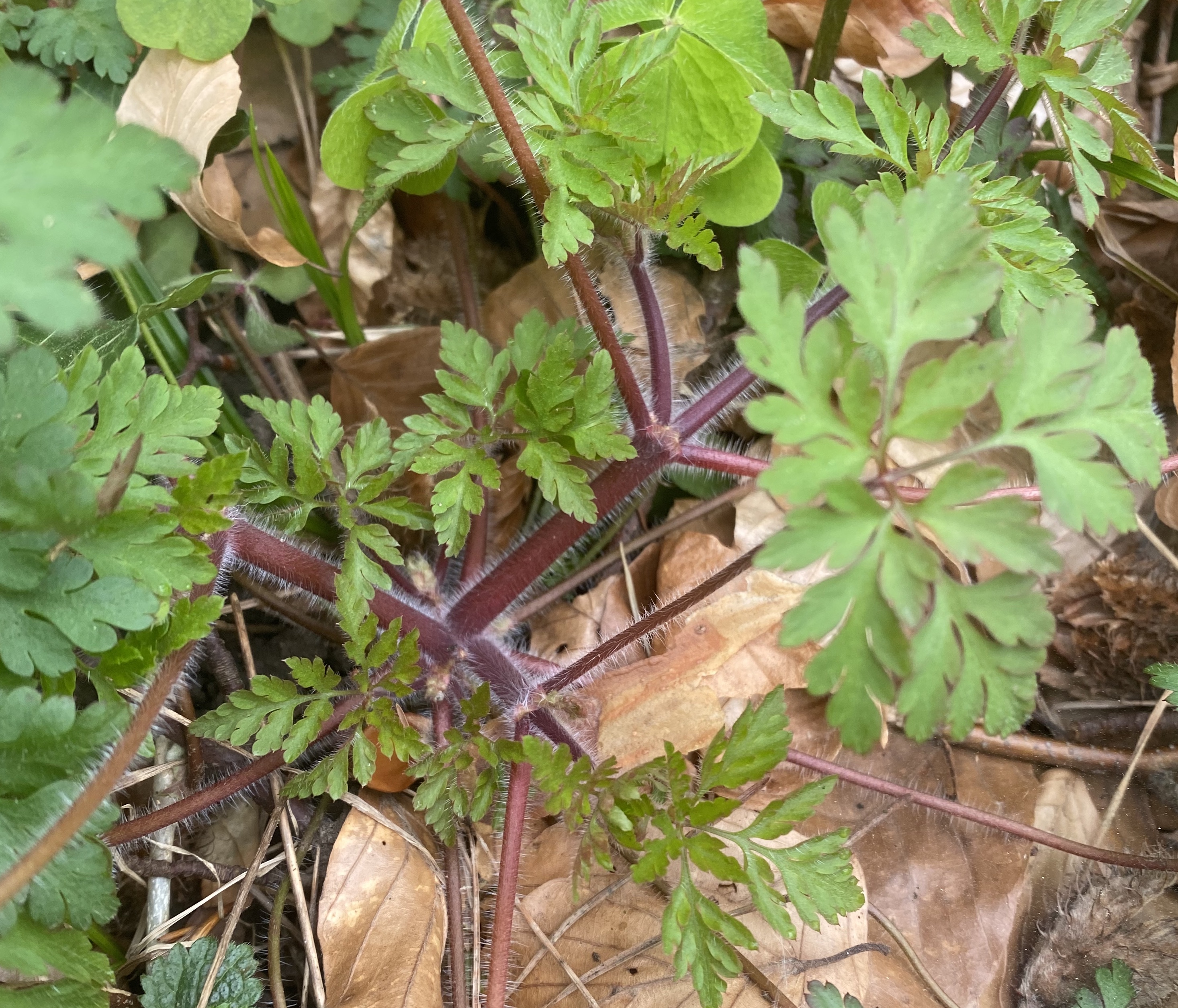 Ruprechtskraut / Stinkender Storchschnabel (Gernaium robertianum): Eigenschaften, Bestimmung, Verwendung, Merkmale, essbar: Stängel