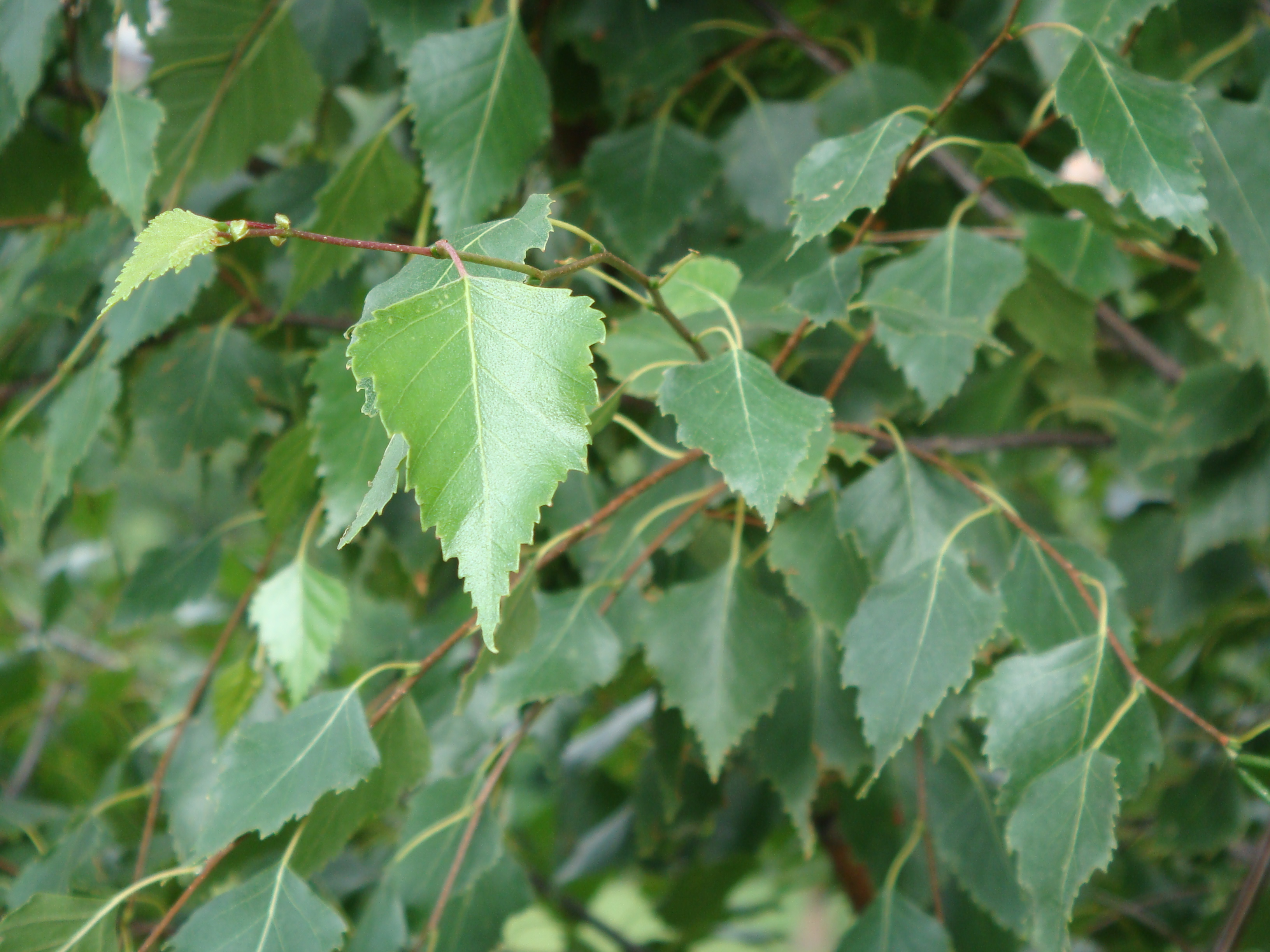 Hänge-Birke (Betula pendula) Eigenschaften, Beschreibung, Bestimmung, Merkmale, Verwendung, essbar: Blätter