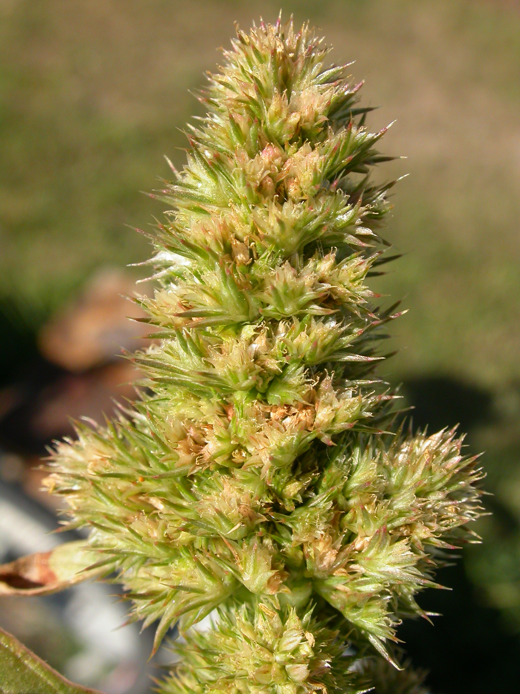 Amaranthaceae Amaranthus retroflexus Zurückgebogener Fuchsschwanz Eigenschaften Bestimmung Merkmale Verwendung Blütenstand
