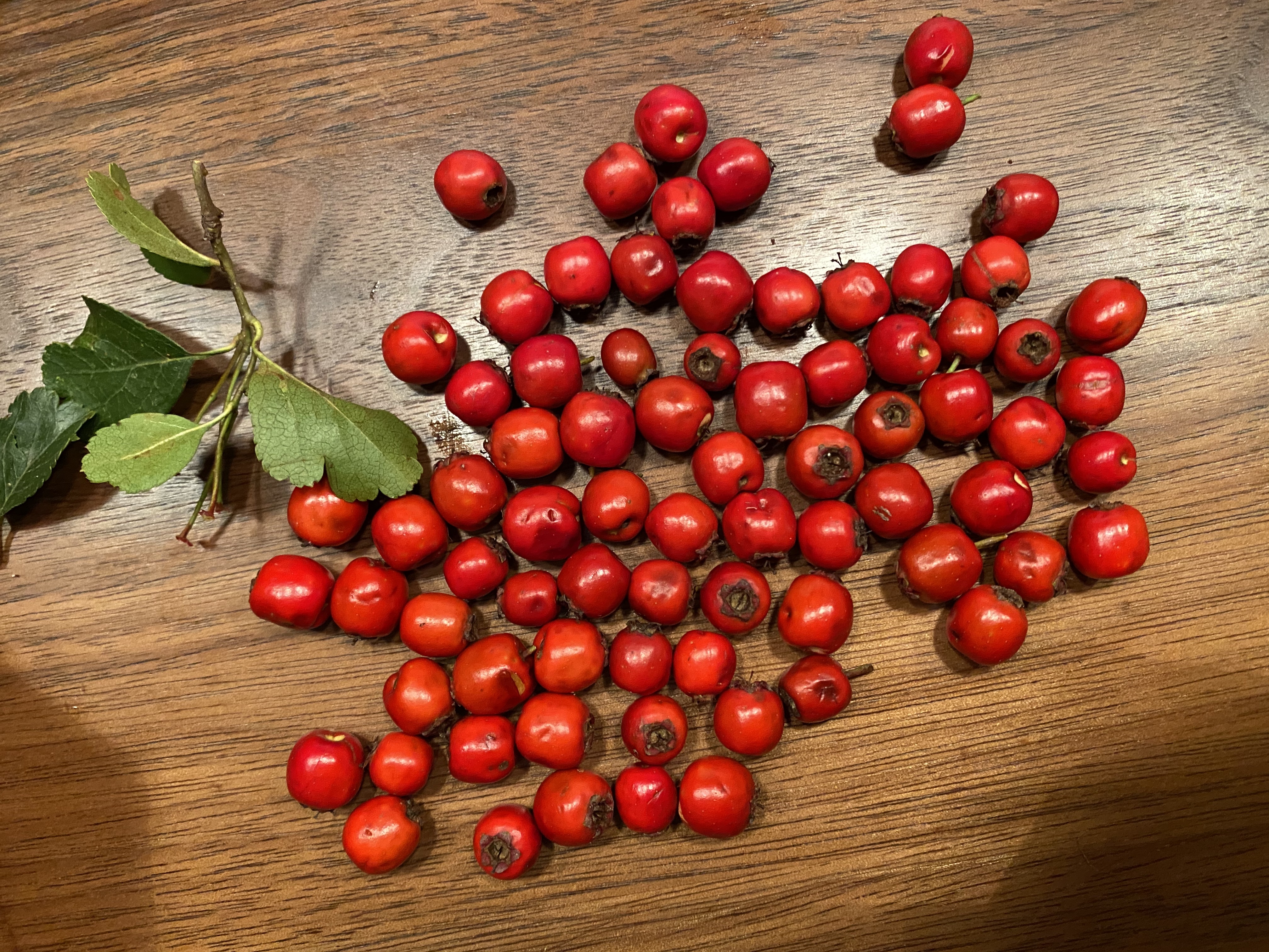 Rosaceae Crataeugus monogyna und laecvigata Weissdorn Eigenschaften Merkmale Bestimmung Verwendung Frucht