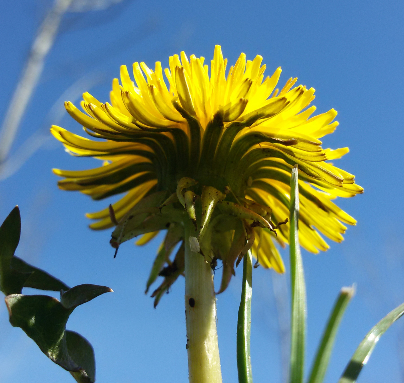 Löwenzahn Taraxacum sect Ruderalia Blütenkorb