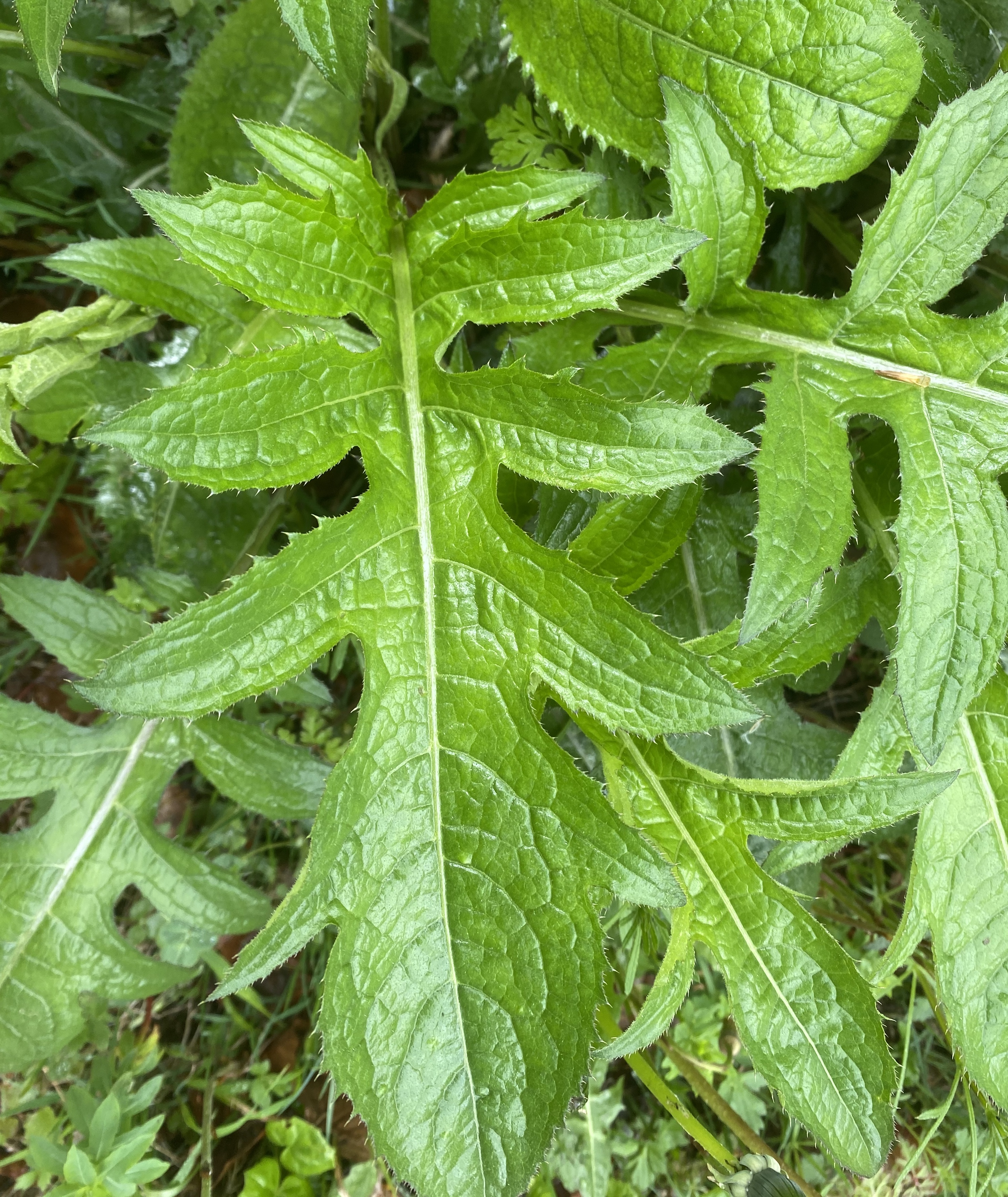Asteraceae Cirsium oleraceum Kohldistel Eigenschaften Merkmale Bestimmung Verwendung Blatt