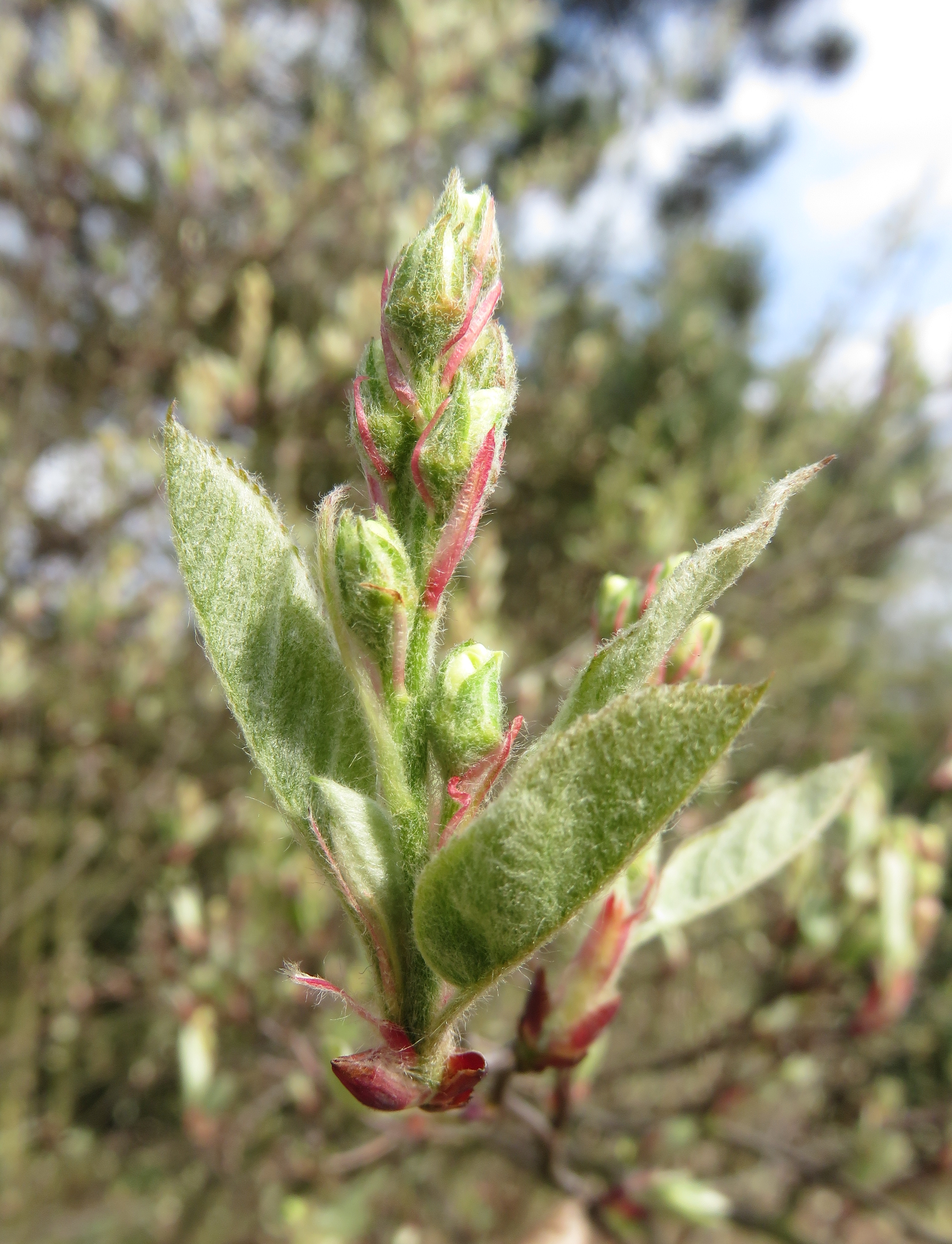 Felsenbirne Amelanchier ovalis, essbar; Bestimmung, Merkmale, Verwendung; Blatt jung