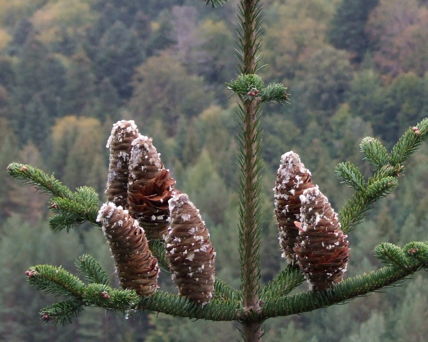 Weisstanne (Abies alba) Eigenschaften / Merkmale / Bestimmung / Verwendung; essbar; Zapfen aufrecht