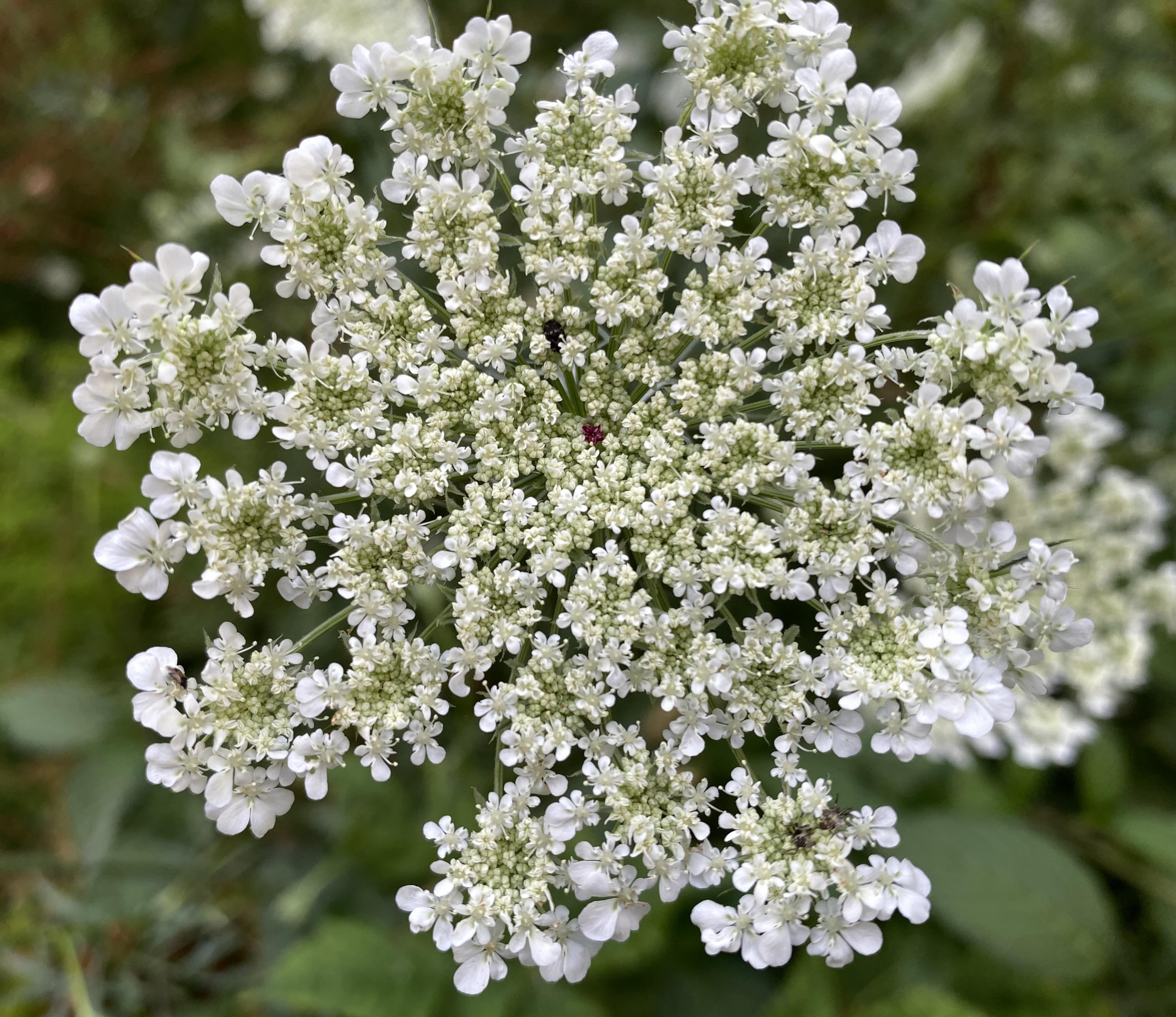 Apiaceae Daucus carota Wilde Möhre Eigenschaften Bestimmung Merkmale Verwendung Blütenstand