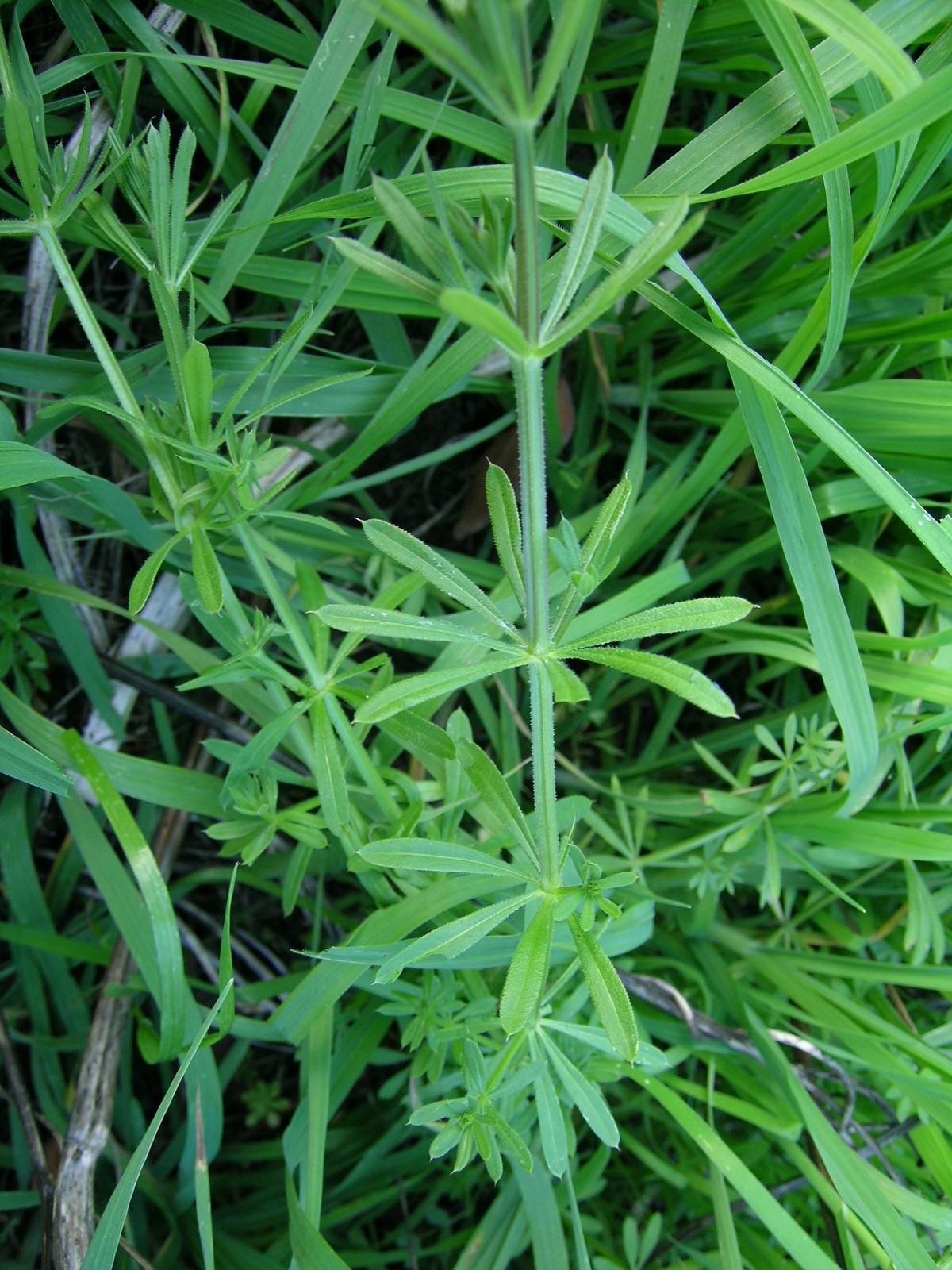 Rubiceae_Galium_aparine_Blätter.jpg