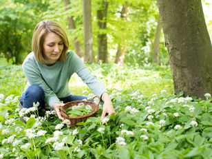Tipps und Tricks zum Sammeln essbarer Wildpflanzen