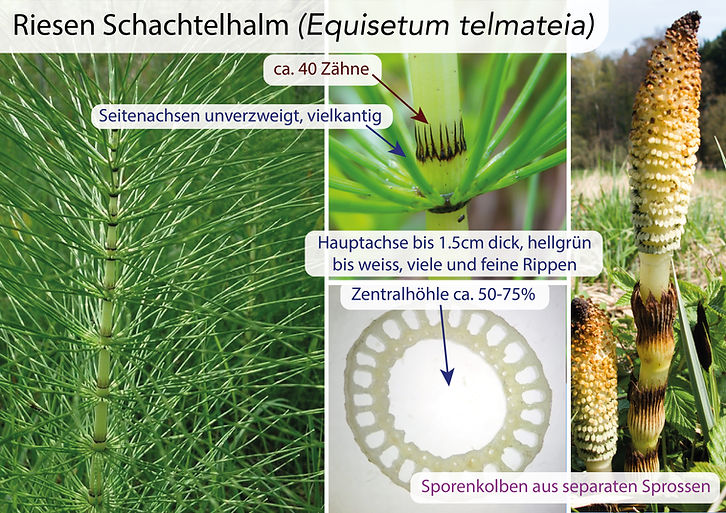 Schachtelhalme (Equisetum): Eigenschaften / Merkmale / Bestimmung / Unterscheidung / Verwendung: Riesen Schachtelhalm (Equisetum telmateia)