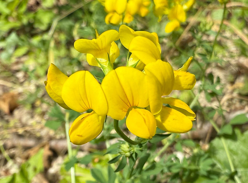 Schmetterlingsblüten in Dolden beim Gewöhnlicher Hornklee (Lotus corniculatus)