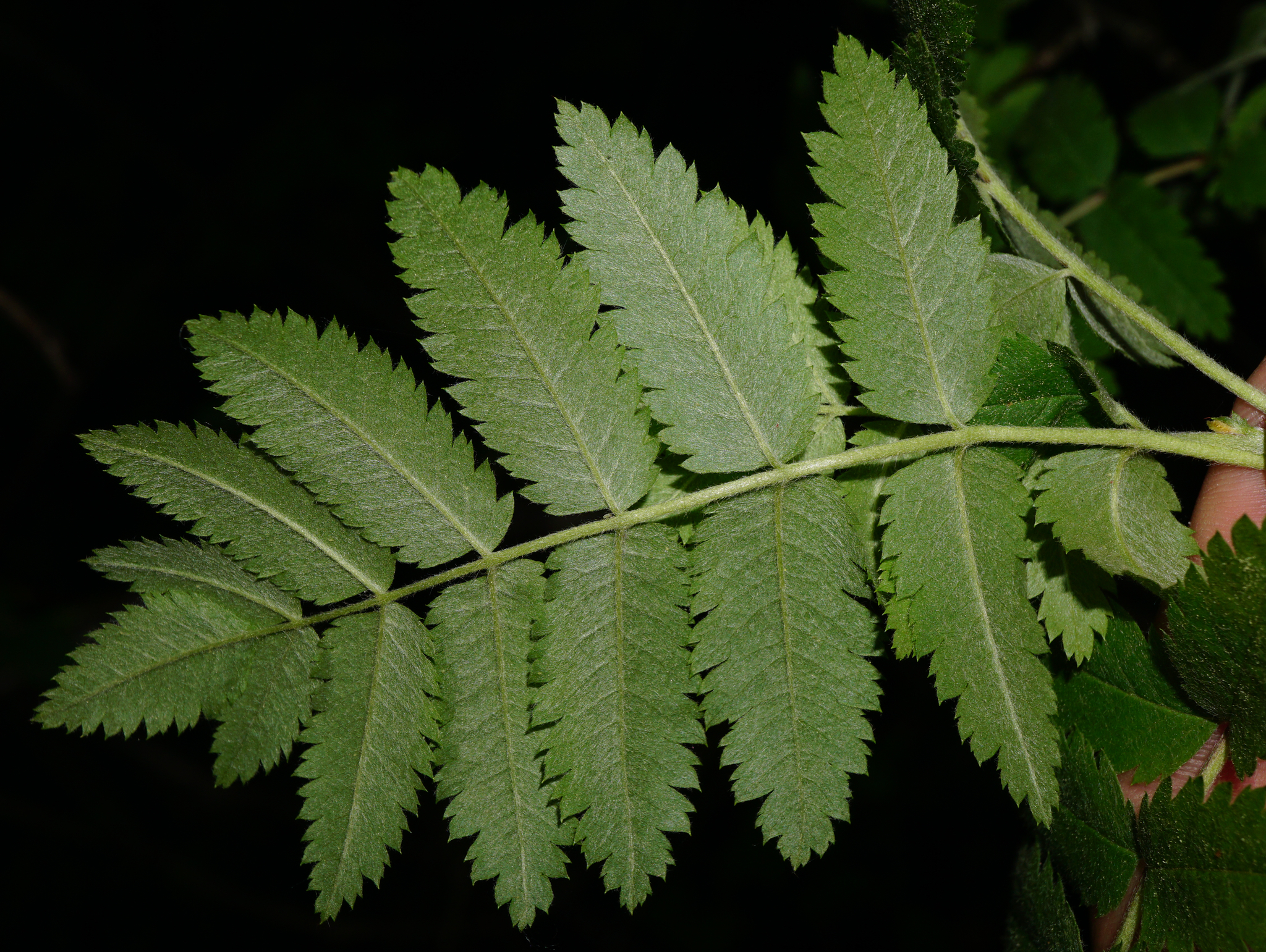 Rosaceae Sorbus aucuparia Vogelbeere Eberesche Merkmale Eigenschaften Blattunterseite
