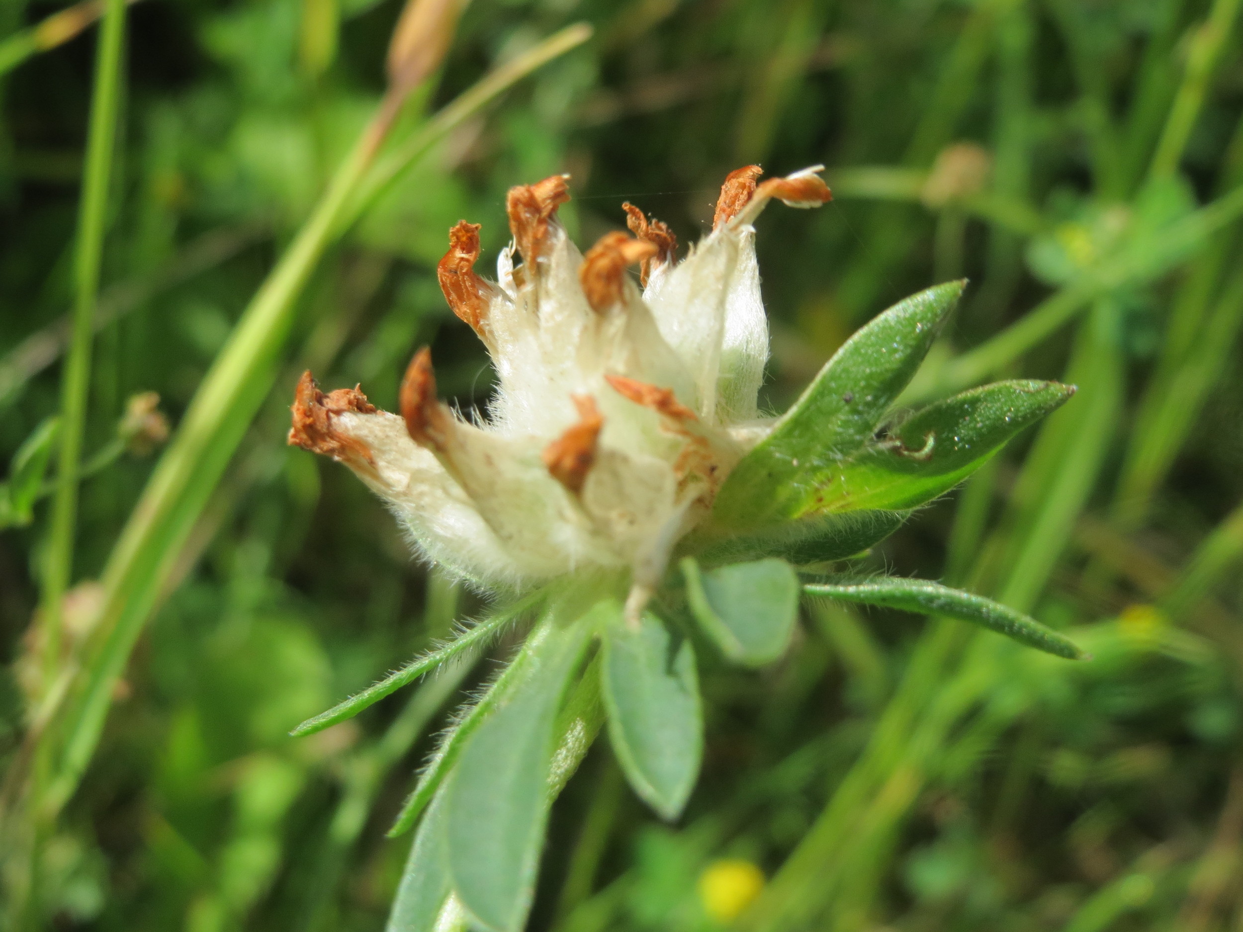 Gewöhnlicher Wundklee ( Anthyllis vulneraria); essbar; Bestimmung / Merkmale / Verwendung; Frucht