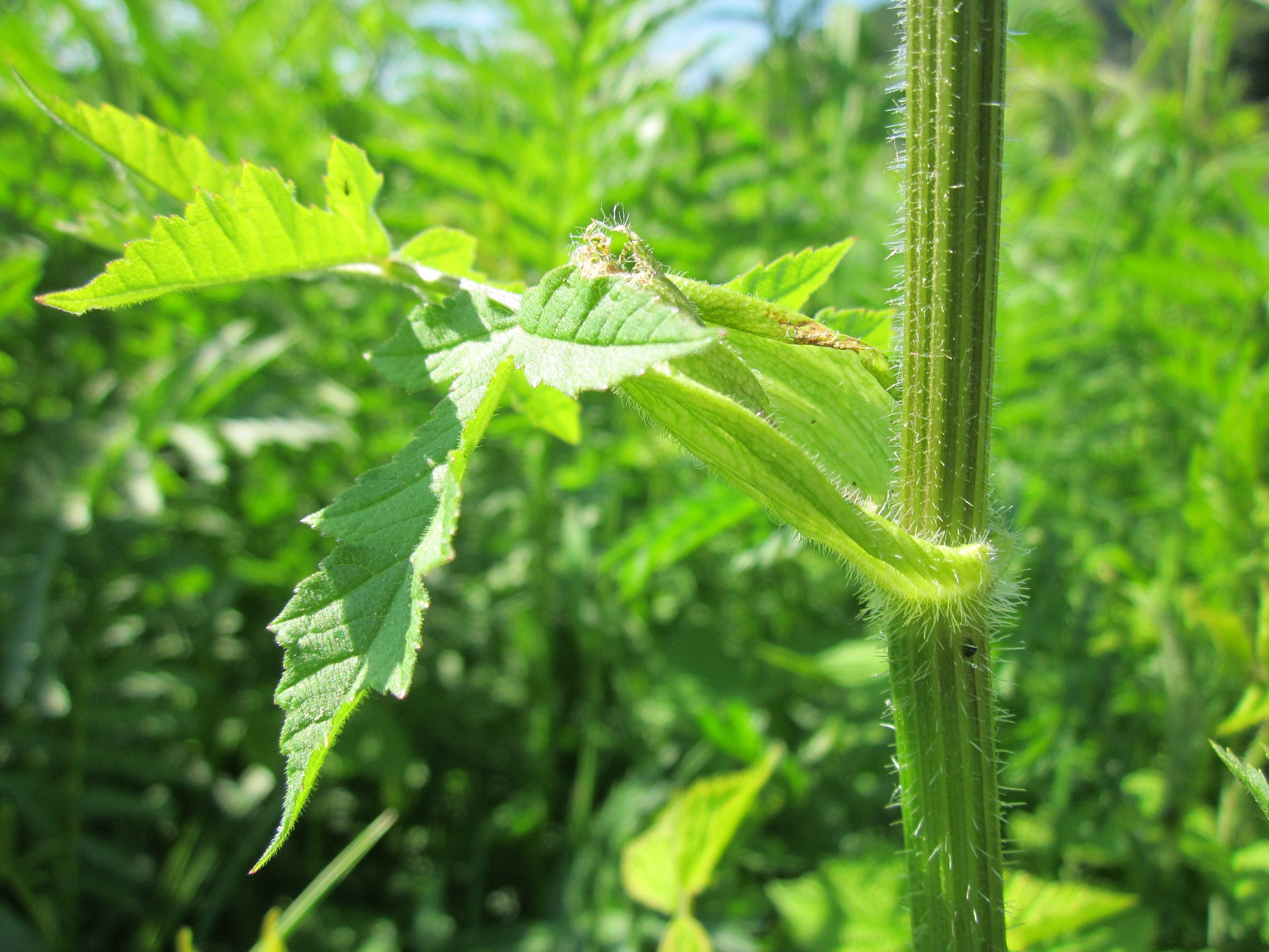 Apiaceae Heracleum sphondylium Wiesen Bärenklau Eigenschaften Merkmale Bestimmung Stängel