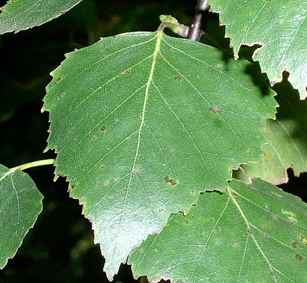 Hänge-Birke (Betula pendula) Eigenschaften, Beschreibung, Bestimmung, Merkmale, Verwendung, essbar: Blatt
