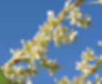 Weibliche Blüten des Japanischen Staudenknöterichs (Fallopia japonica) mit 5 weissen Kronblättern und jeweils einem oberständigen Fruchtknoten aus drei verwachsenen Fruchtblättern.