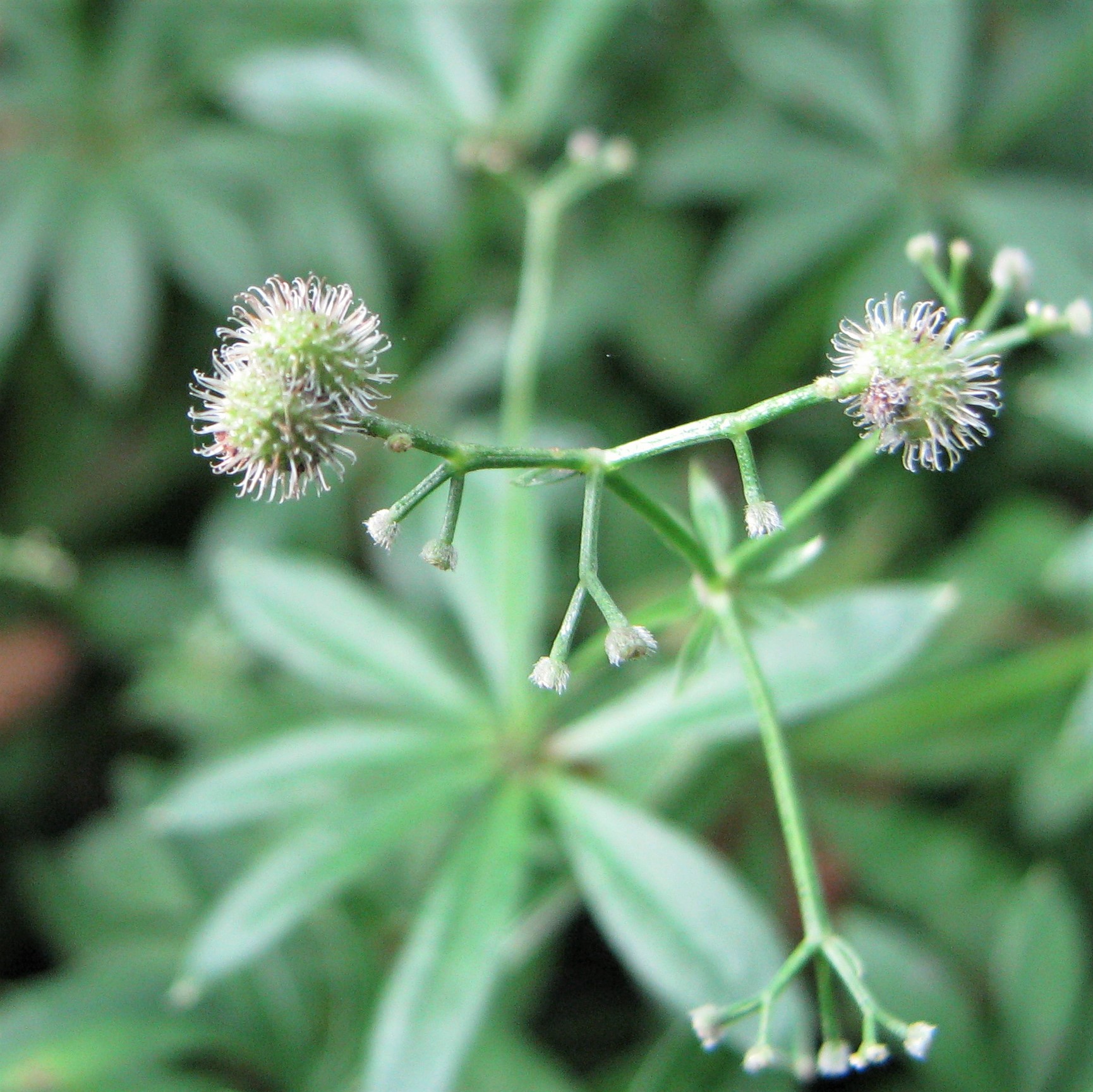 Rubiaceae Galium odoratum Waldmeister Eigenschaften Merkmale Bestimmung Verwendung Frucht