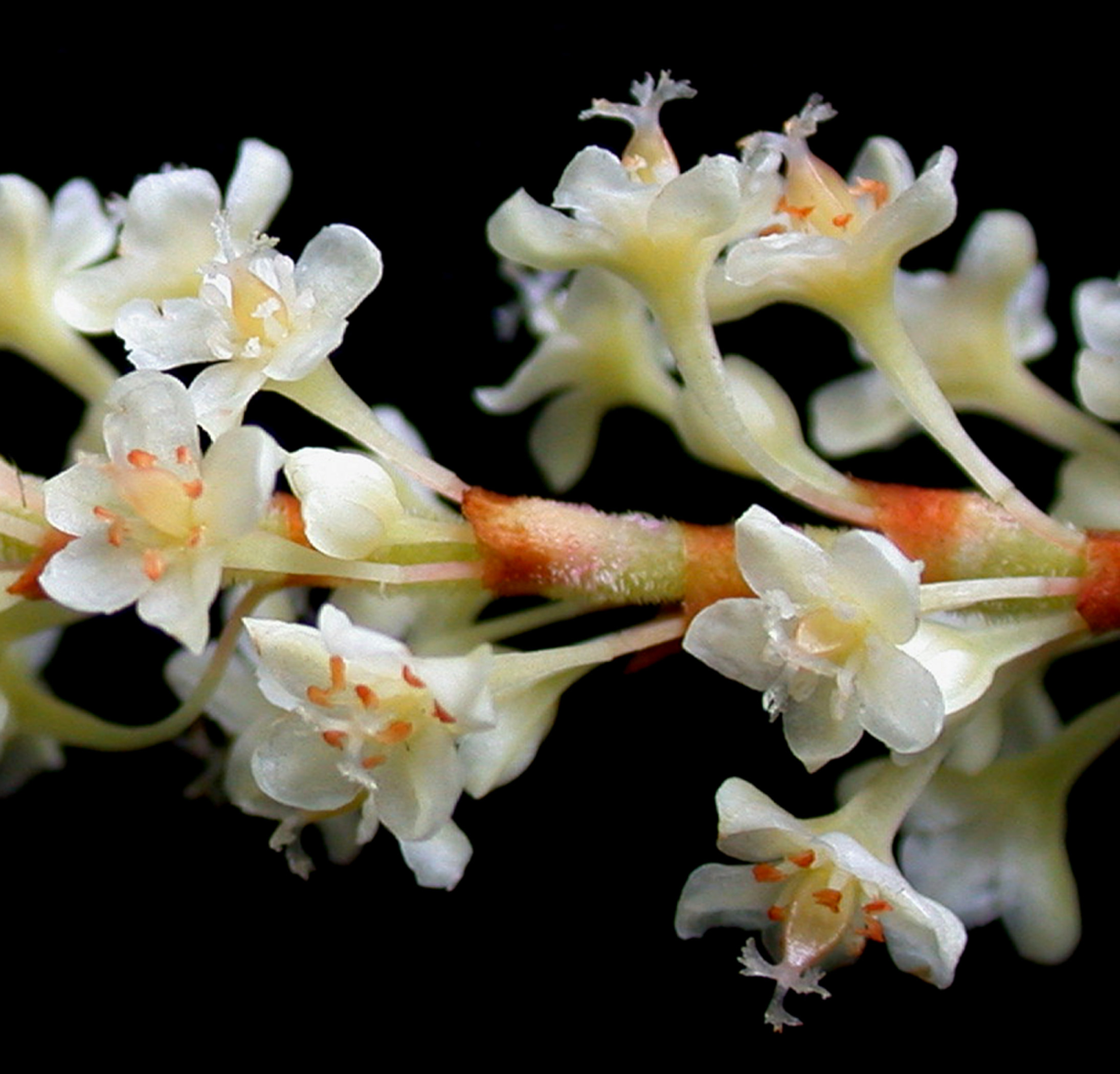 Japanischer Staudenknöterich (Reynoutria japonica) Eigenschaften / Merkmale / Bestimmung Verwendung, essbar, Blüte