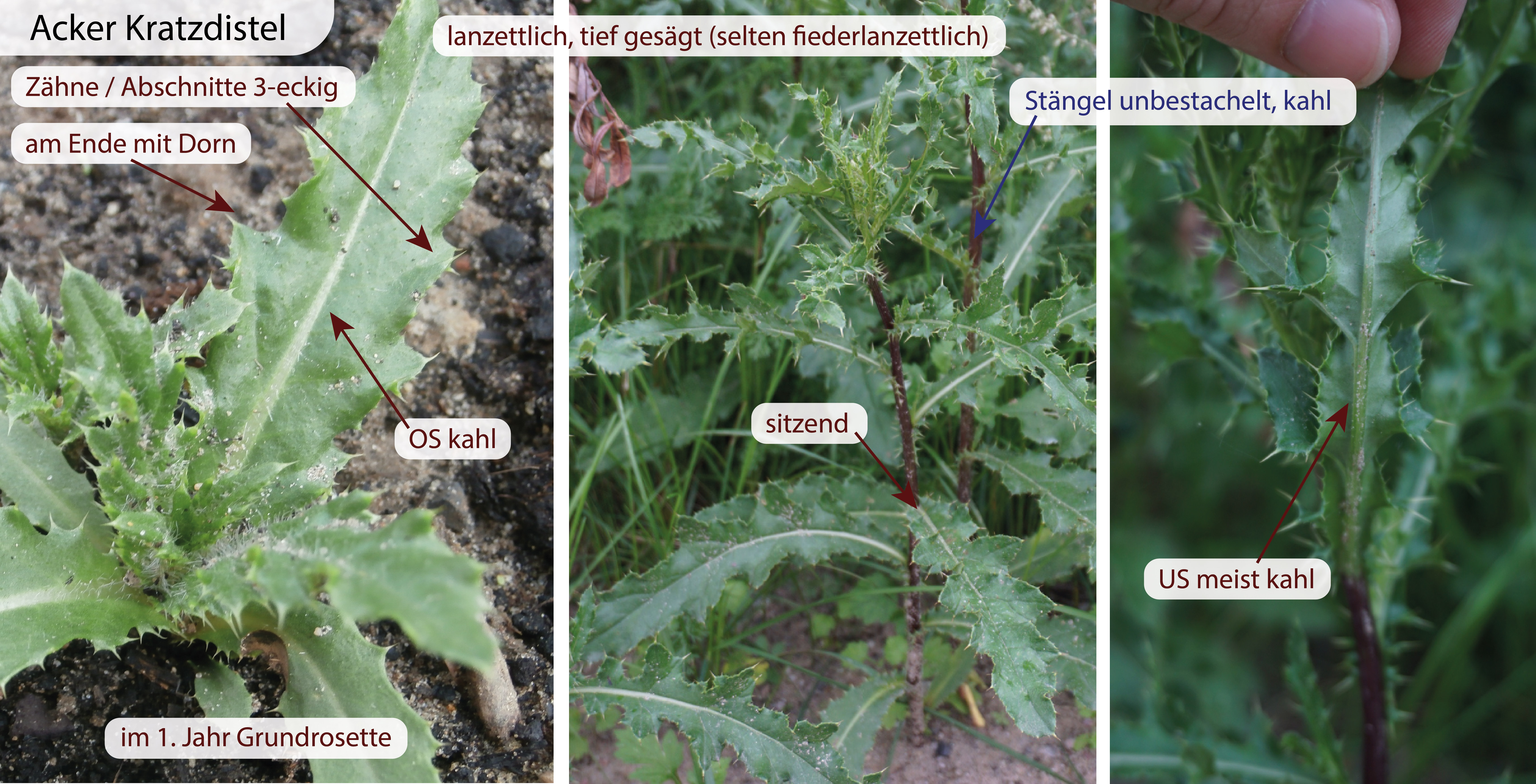Gemeine kratzdistel und Acker Kratzdistel (Cirisium vulgare und Cirisium arvense) Eigenschaften / Bestimmung / Merkmale / Verwendung / essbar Blätter