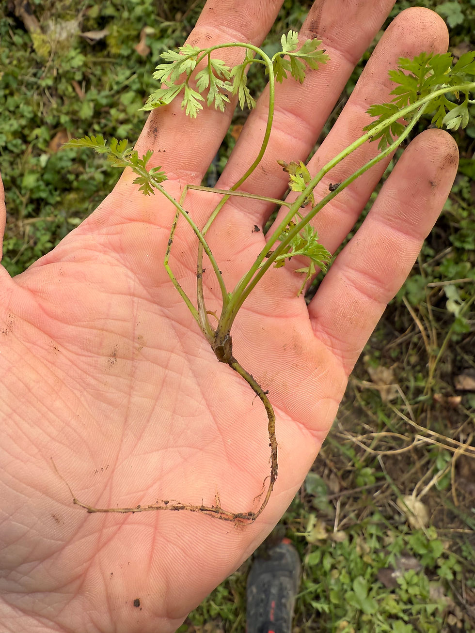Grundrosette mit dünner Wurzel beim Gewöhnlicher Klettenkerbel (Torilis japonica)