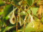 Typische 3-kantige Nussfrüchte des Japanischen Staudenknöterichs (Fallopia japonica), die in diesem Fall auch noch geflügelt sind.