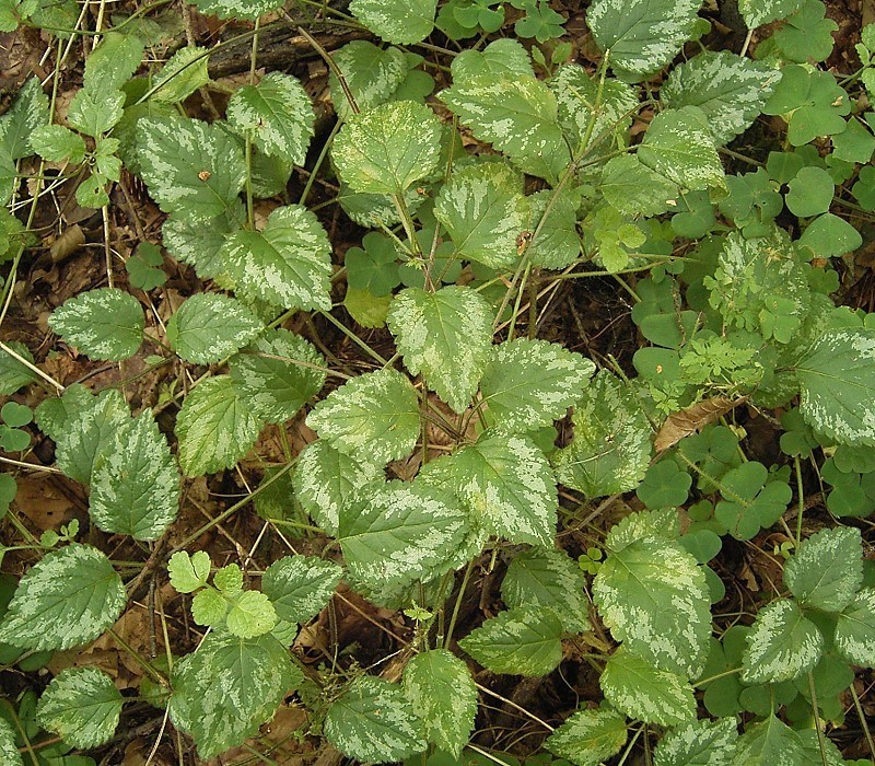 Lamiaceae Lamiu galeobdolon subsp. argentatum Goldnessel Eigenschaften Bestimmung Merkmale Verwendung Ausläufer silberne Flecken