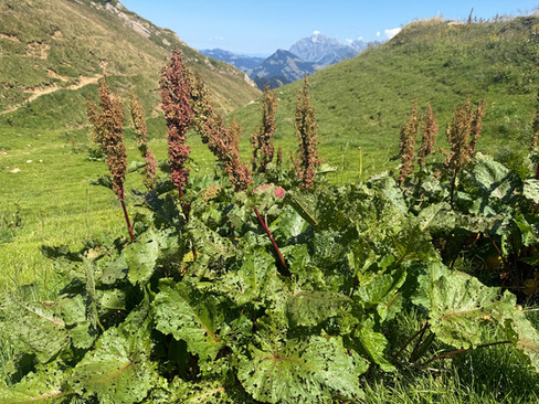 Alpen-Ampfer (Rumex alpinus) im Speergebiet