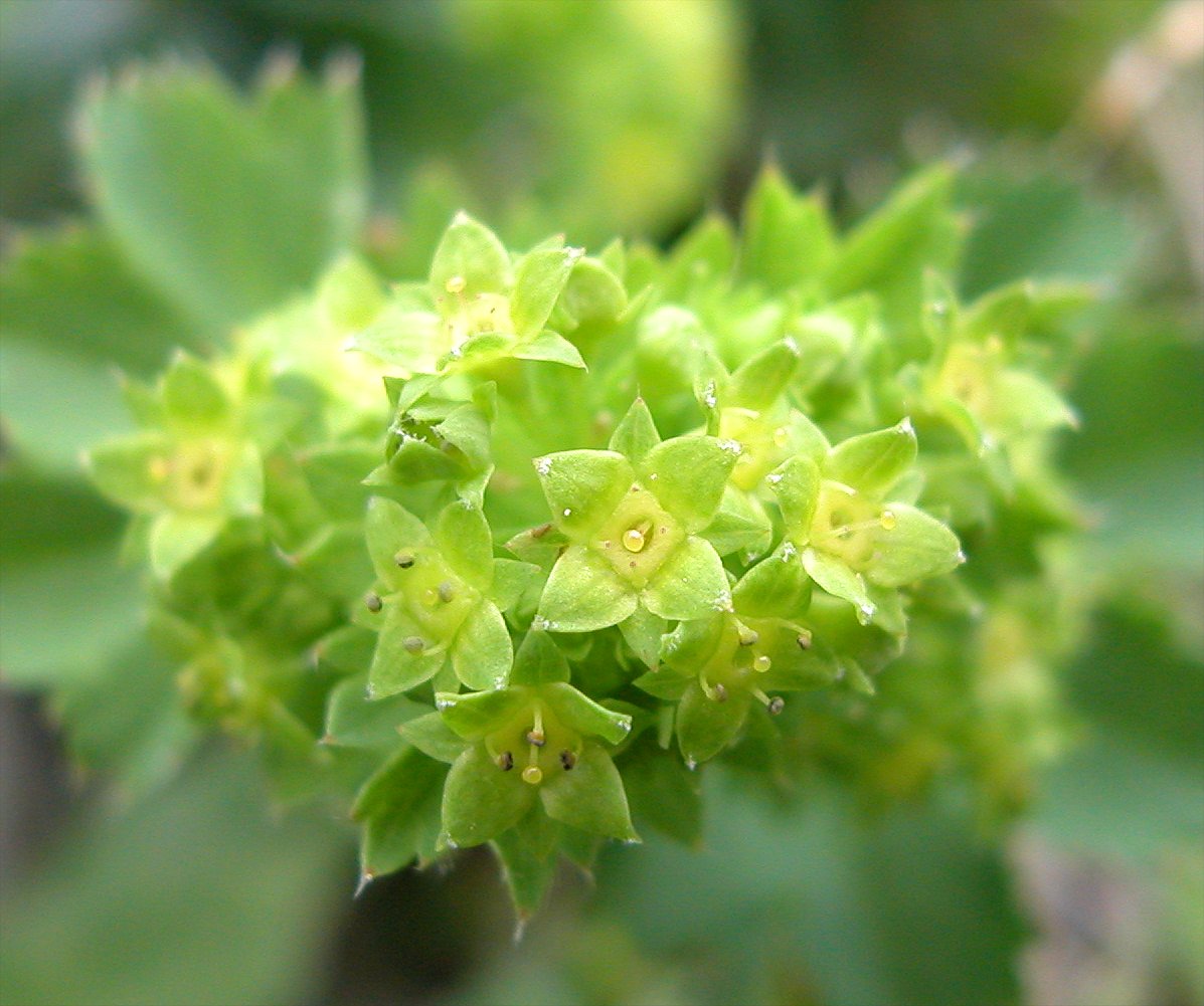 Gemeiner Frauenmantel (Alchemilla vulgaris) Eigenschaften / Merkmale / Bestimmmung / Verwendung, essbar,  Blüten