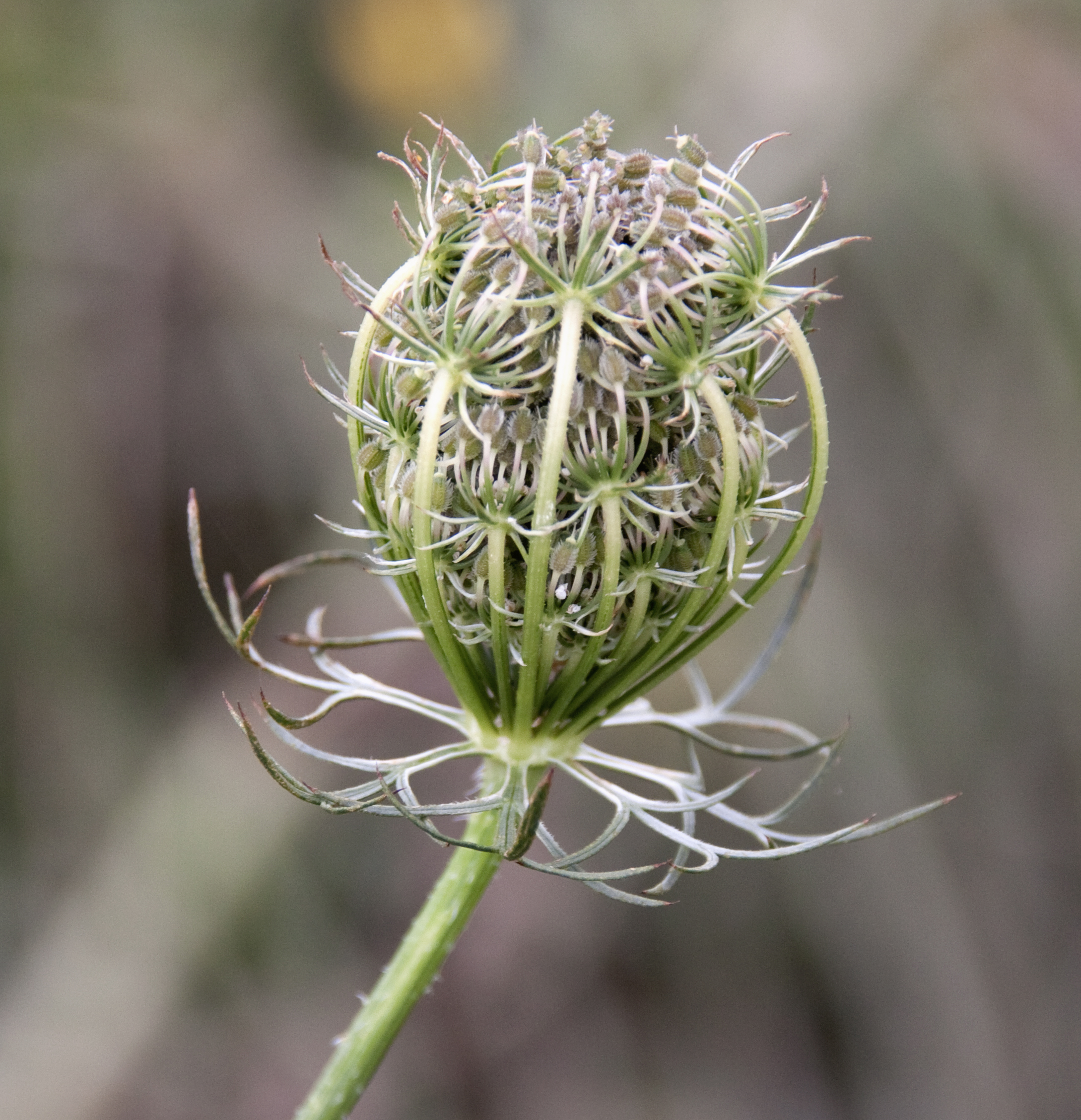 Apiaceae Daucus carota Wilde Möhre Eigenschaften Bestimmung Merkmale Verwendung Fruchtstand Nest