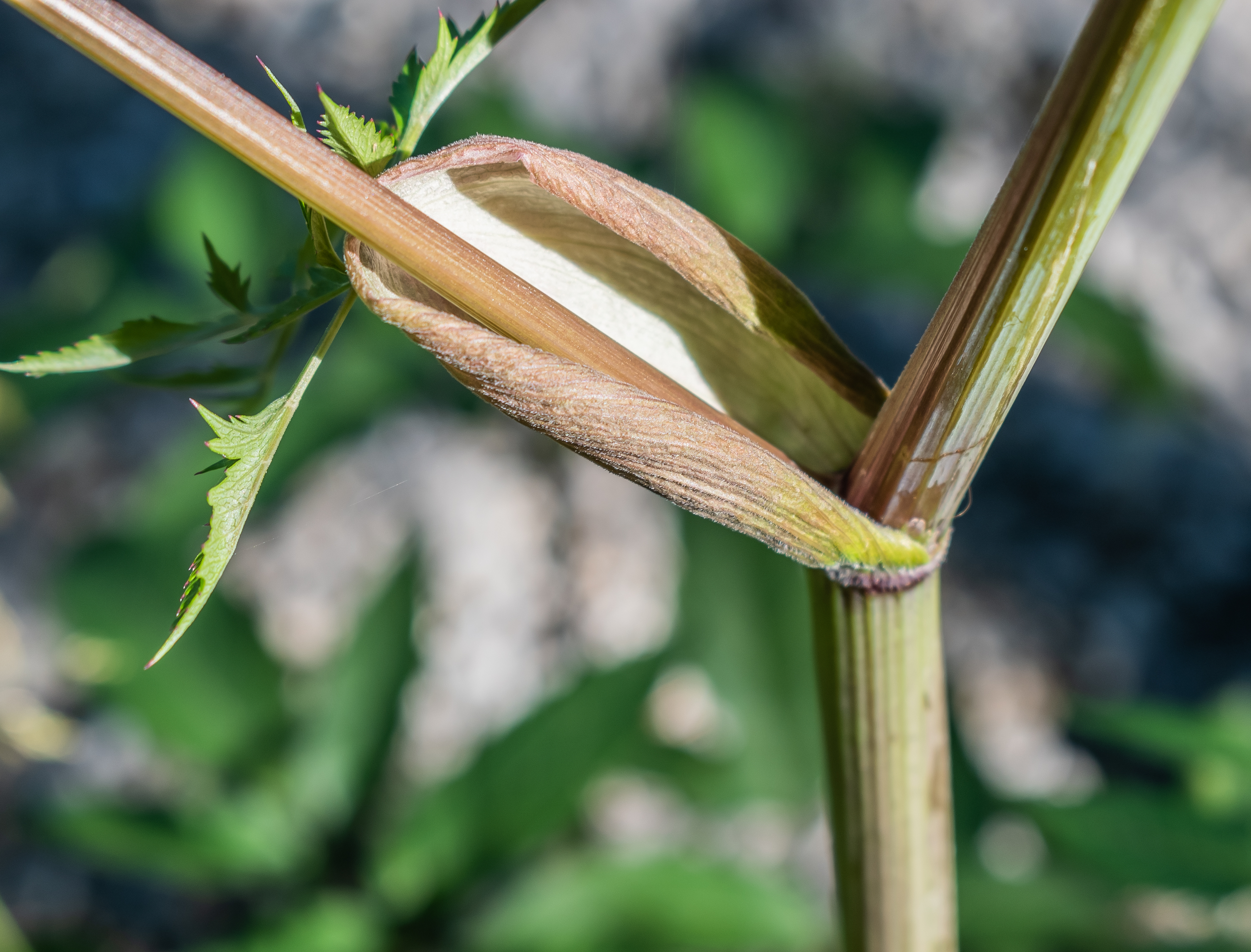 Apiaceae Angelica sylvestris Wald Engelwurz Eigenschaften Merkmale Bestimmung Blattscheide Stängel