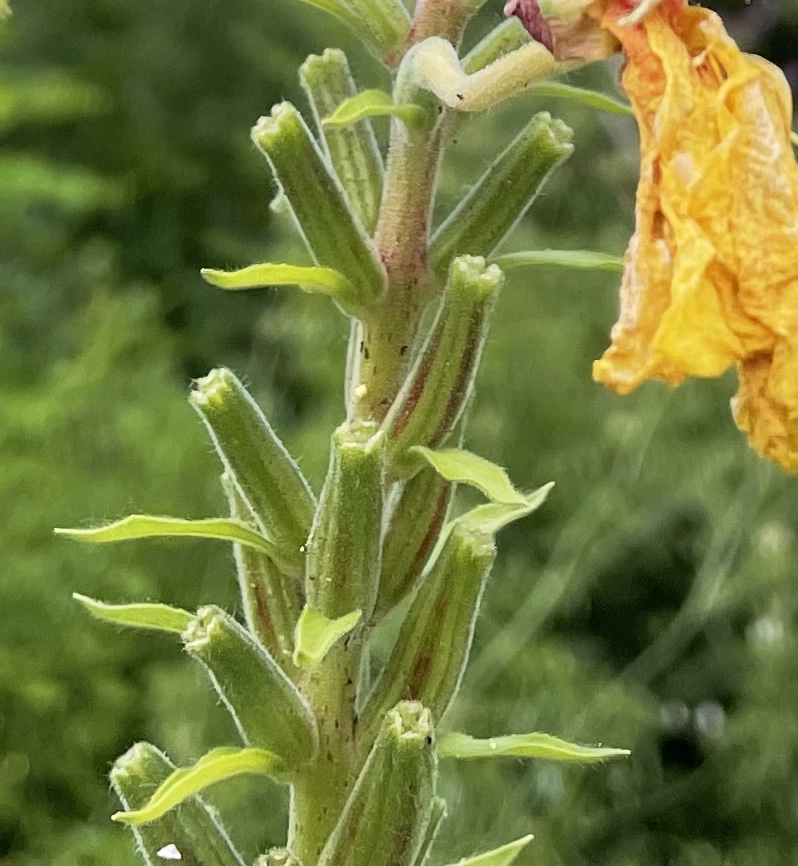 Onagraceae Oenothera biennis aggr. Gemeine Nachtkerze Eigenschaften Merkmale Bestimmung Verwendung unreife Früchte